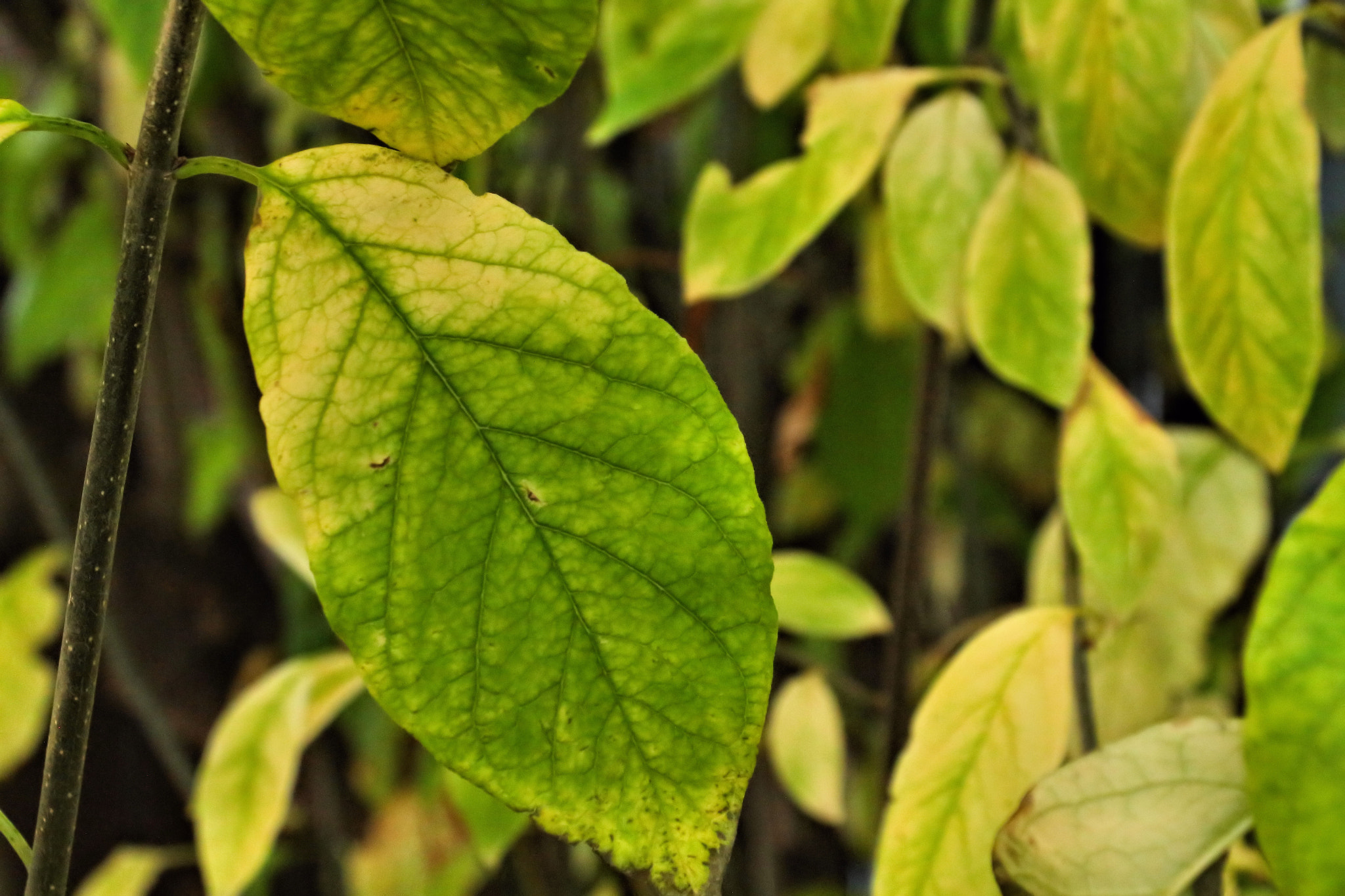 Canon EOS 650D (EOS Rebel T4i / EOS Kiss X6i) sample photo. Autumn is coming photography