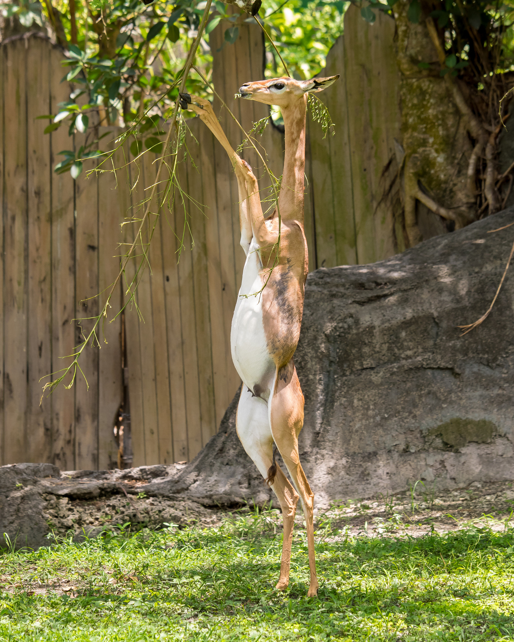 Olympus OM-D E-M1 sample photo. Gerenuk (litocranius walleri) photography