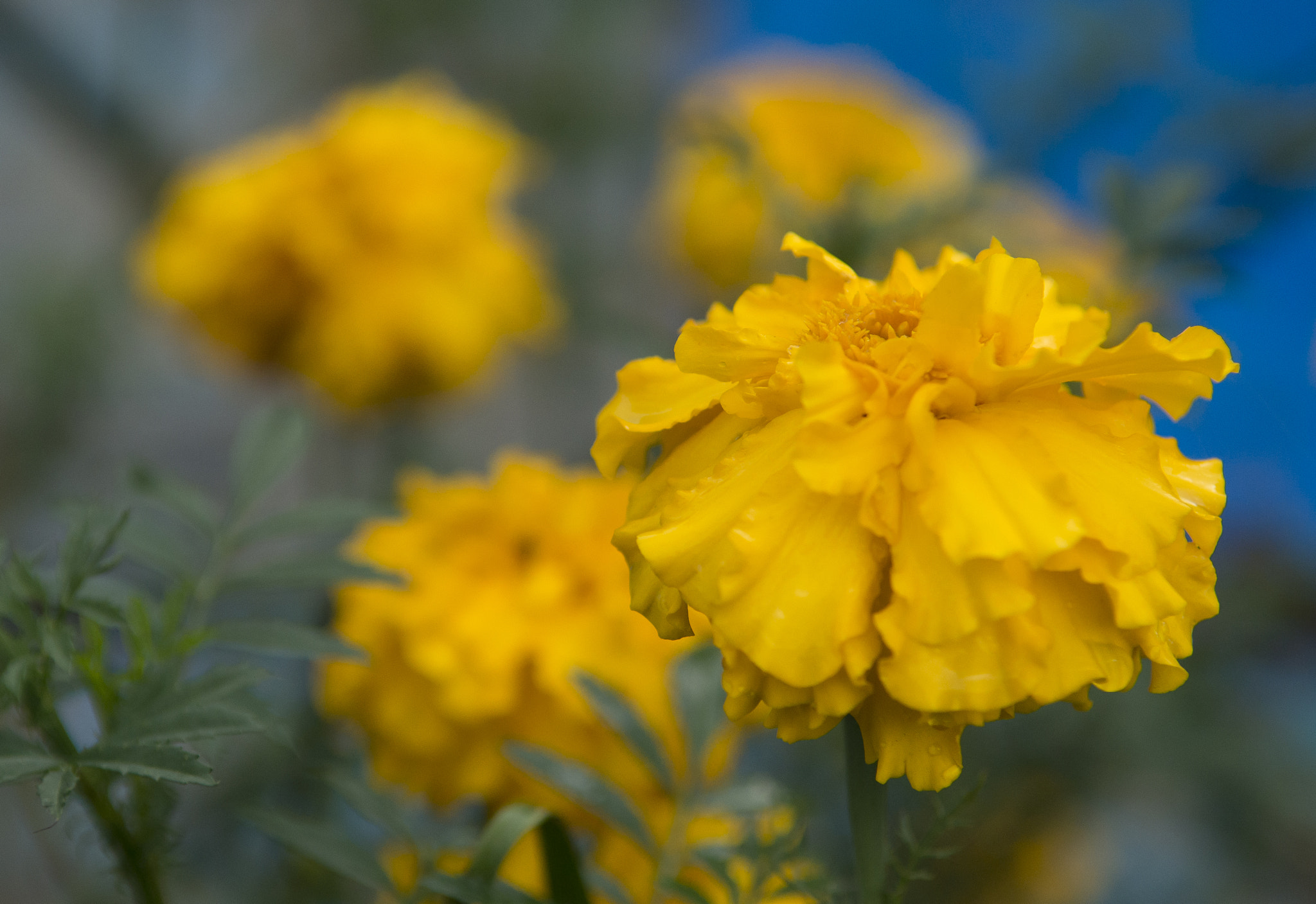 Nikon D800 sample photo. Merrygold photography