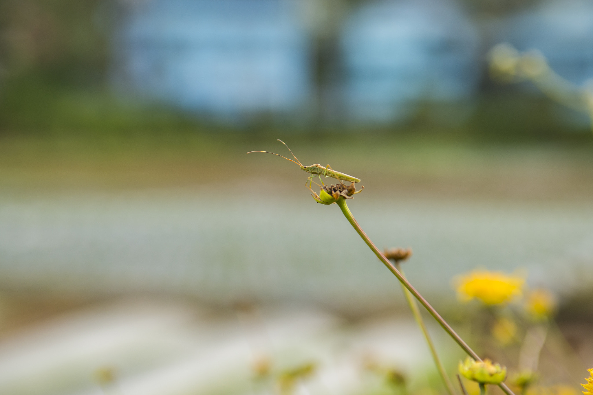 Nikon D800 sample photo. One proud insect photography