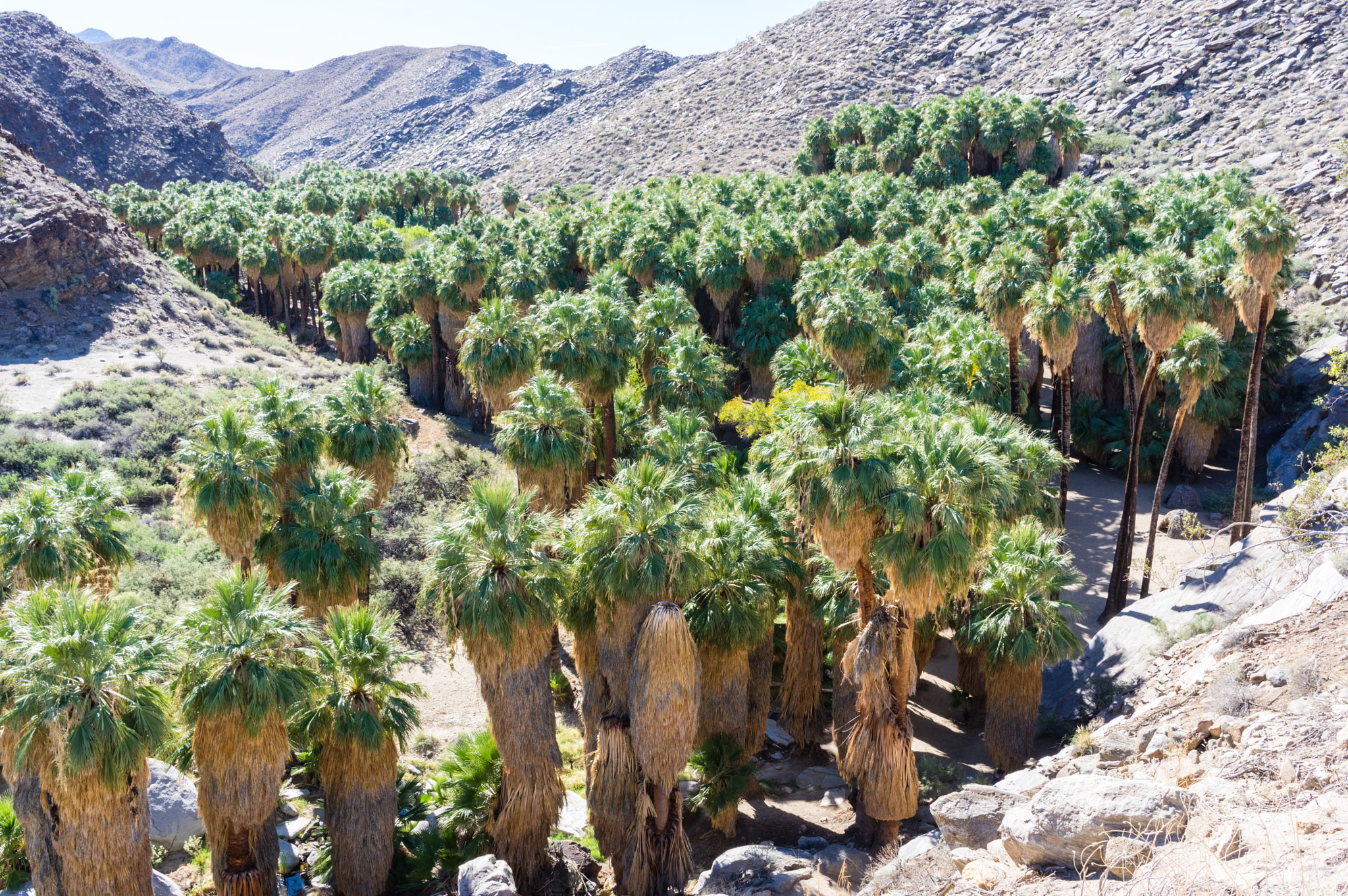 HD Pentax DA 21mm F3.2 AL Limited sample photo. Palms growing along the oasis photography