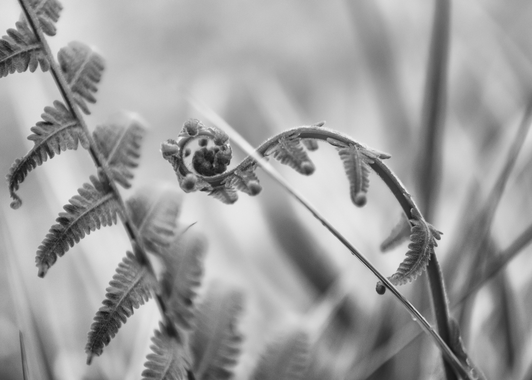 Nikon D800 sample photo. The curl photography