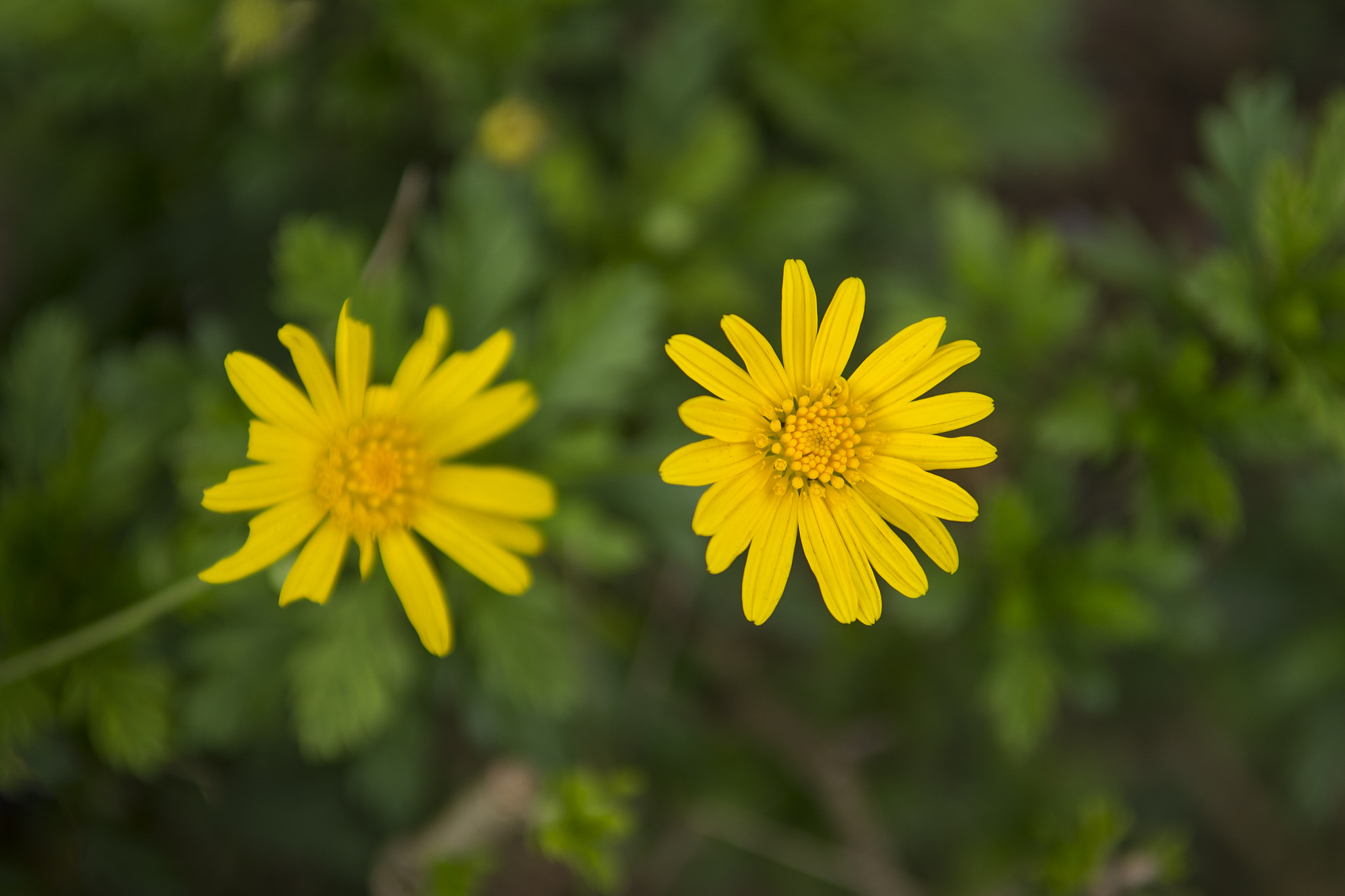 Nikon D800 sample photo. Yellow morning photography