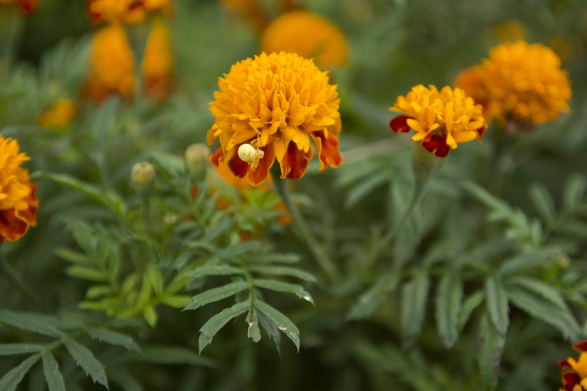 Nikon D800 sample photo. Yellow spider photography