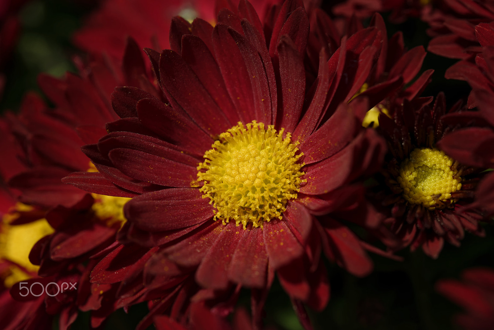 Nikon AF-S Micro-Nikkor 60mm F2.8G ED sample photo. Red flower photography