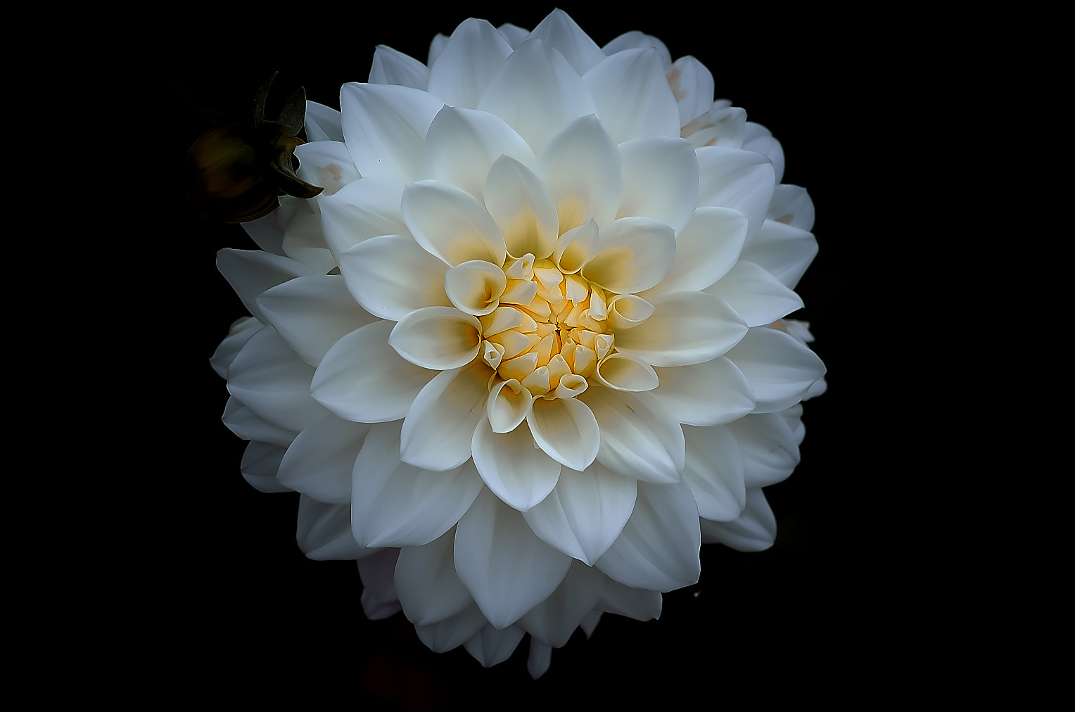 Pentax K-50 sample photo. Dahlia photography