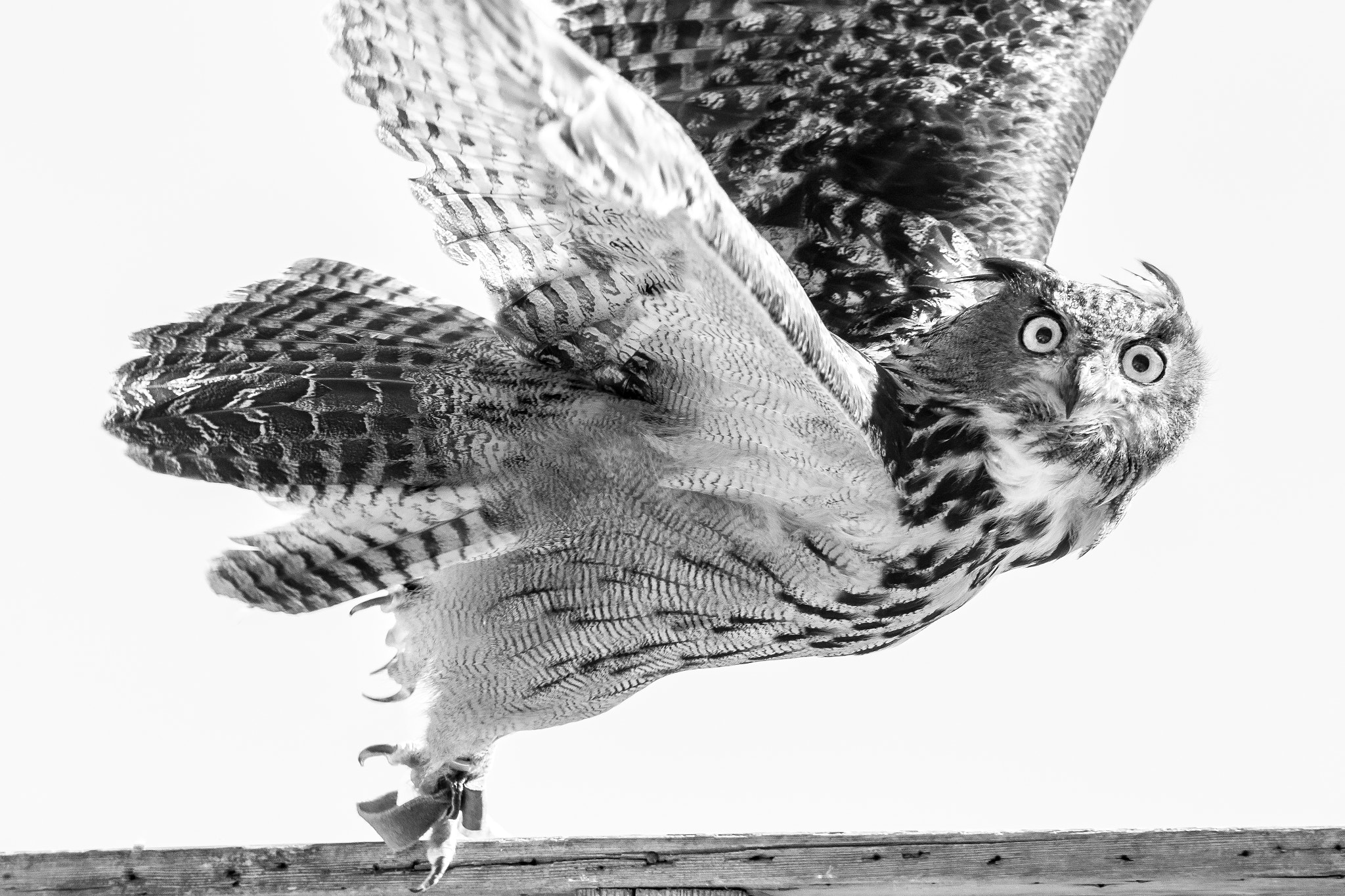 Canon EOS 6D + Canon EF 300mm F4L IS USM sample photo. Flight teacher photography