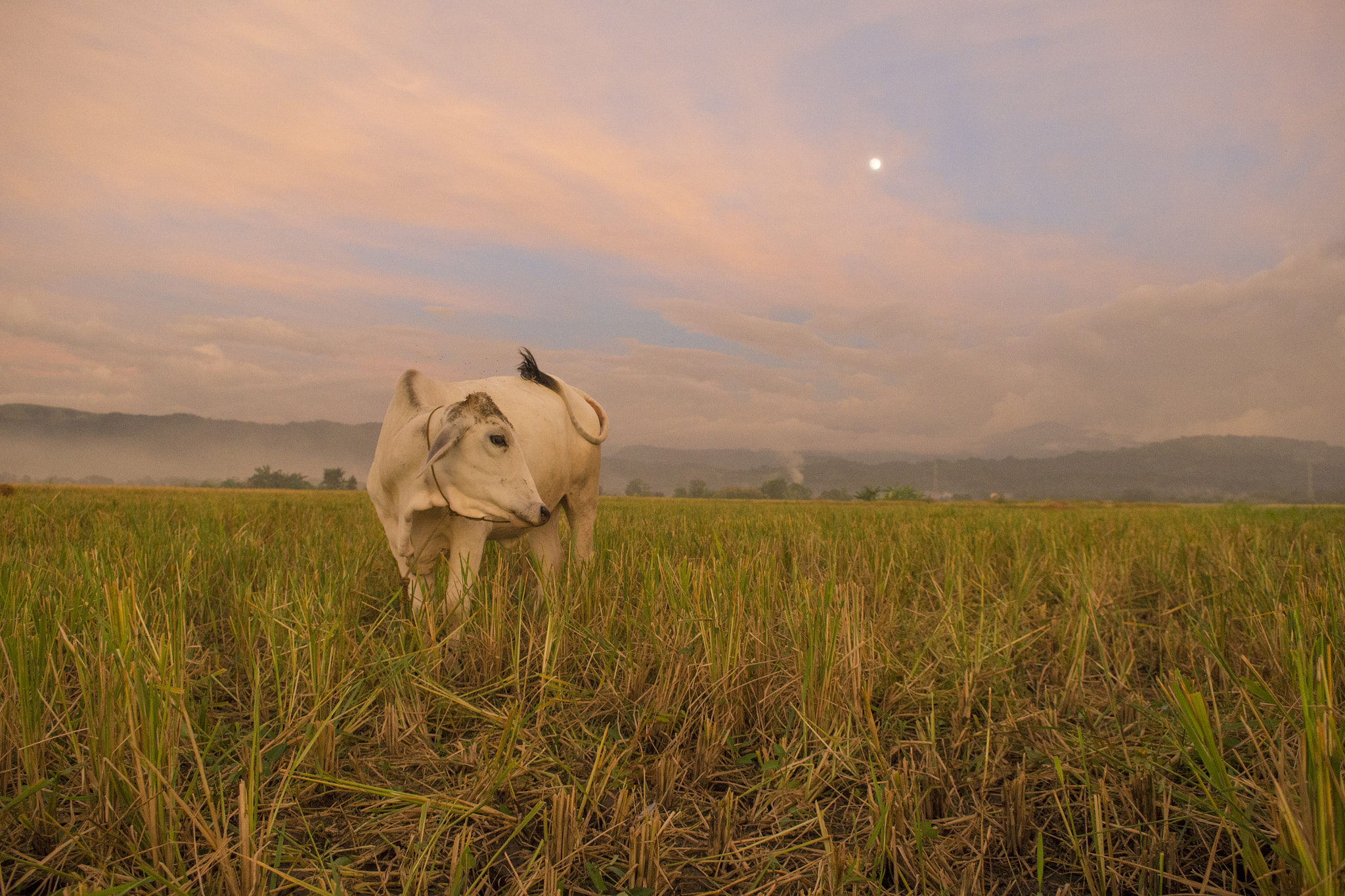Nikon D800 sample photo. Cow in the field photography