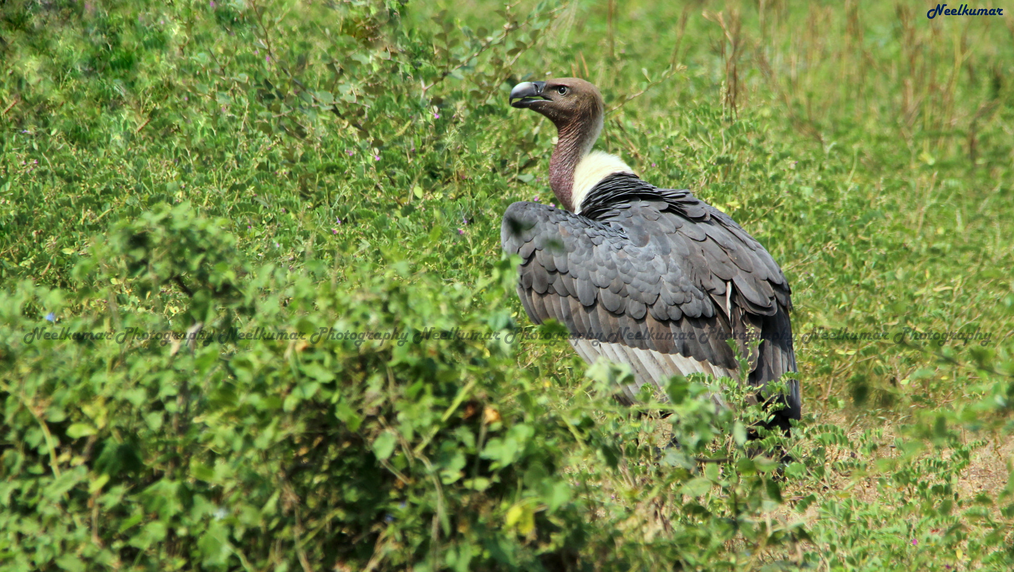 Sigma 150-500mm F5-6.3 DG OS HSM sample photo