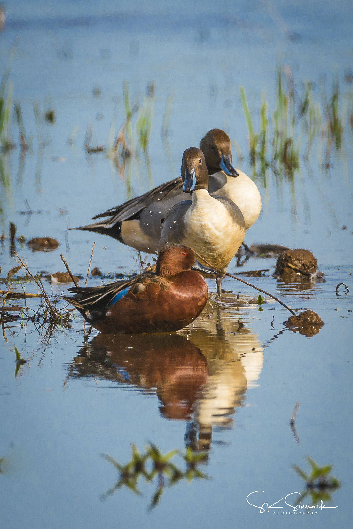 Nikon D800 sample photo. Northern pintail and cinnamon teal photography
