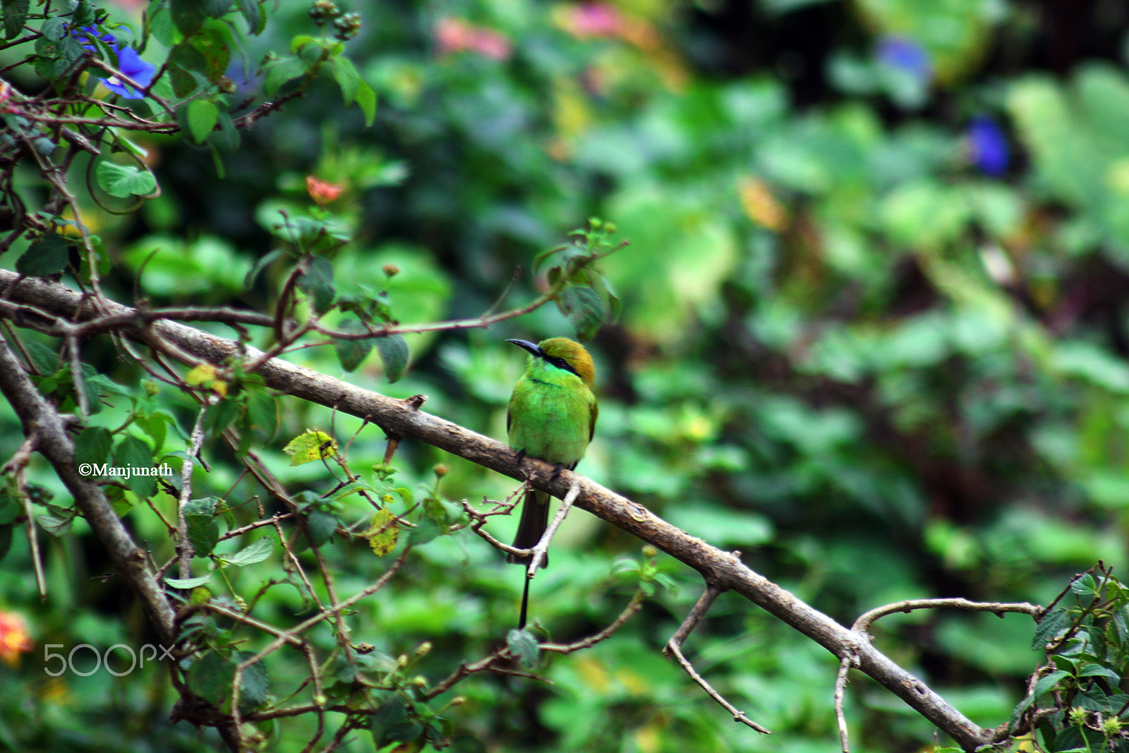 Canon EF 75-300mm f/4-5.6 USM sample photo. Busy bird photography