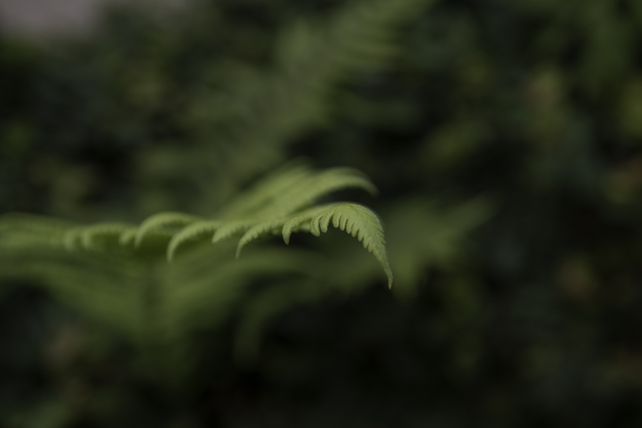 Nikon D800 sample photo. Fern c photography