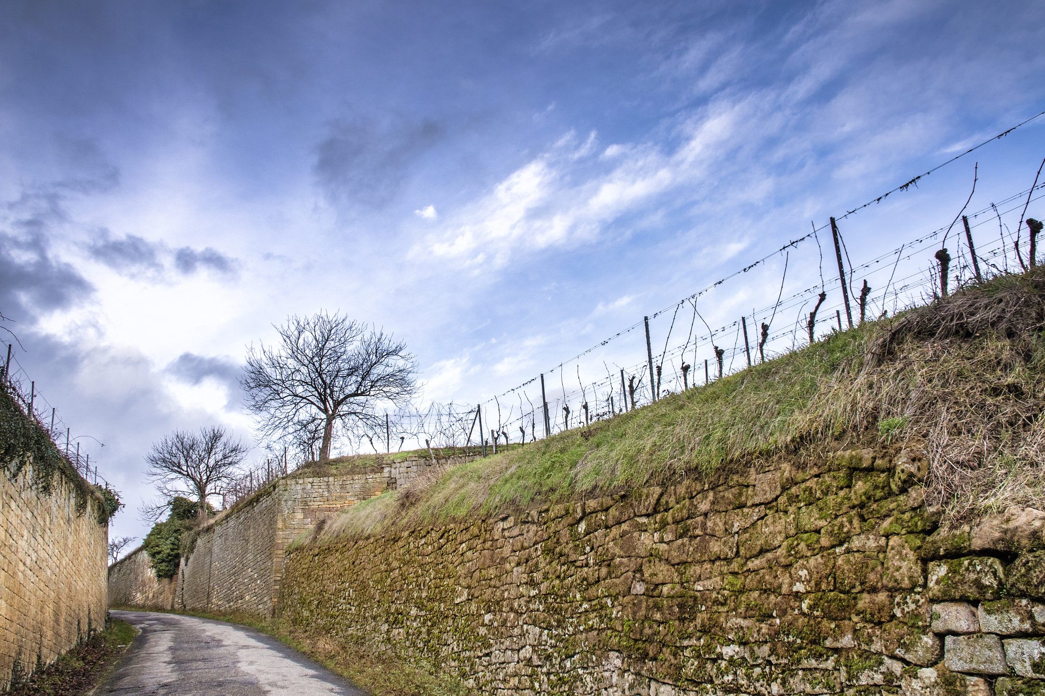 Canon EF 75-300mm F4.0-5.6 IS USM sample photo. Weinberg deidesheim photography