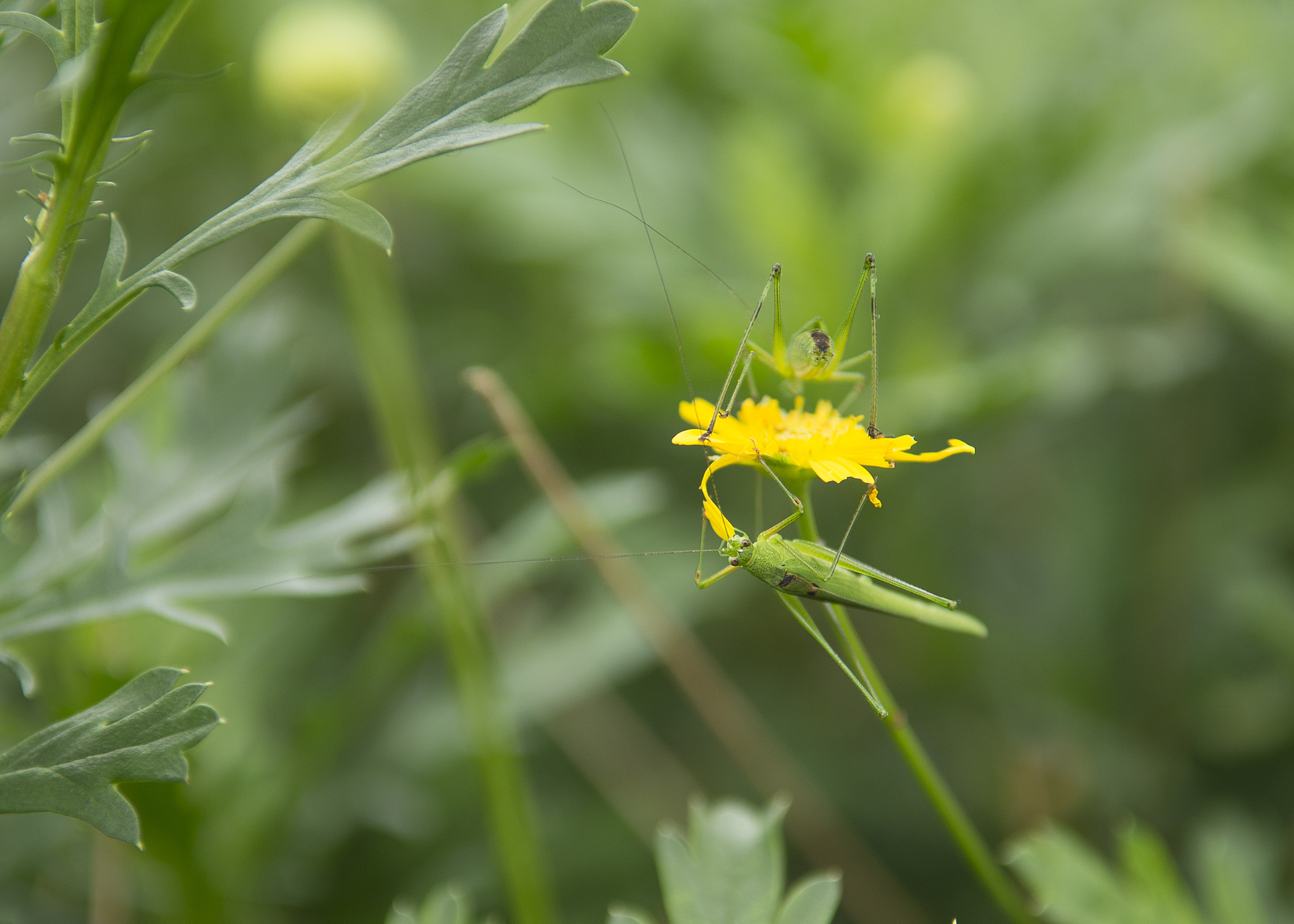 Nikon D800 sample photo. Green hoppers photography