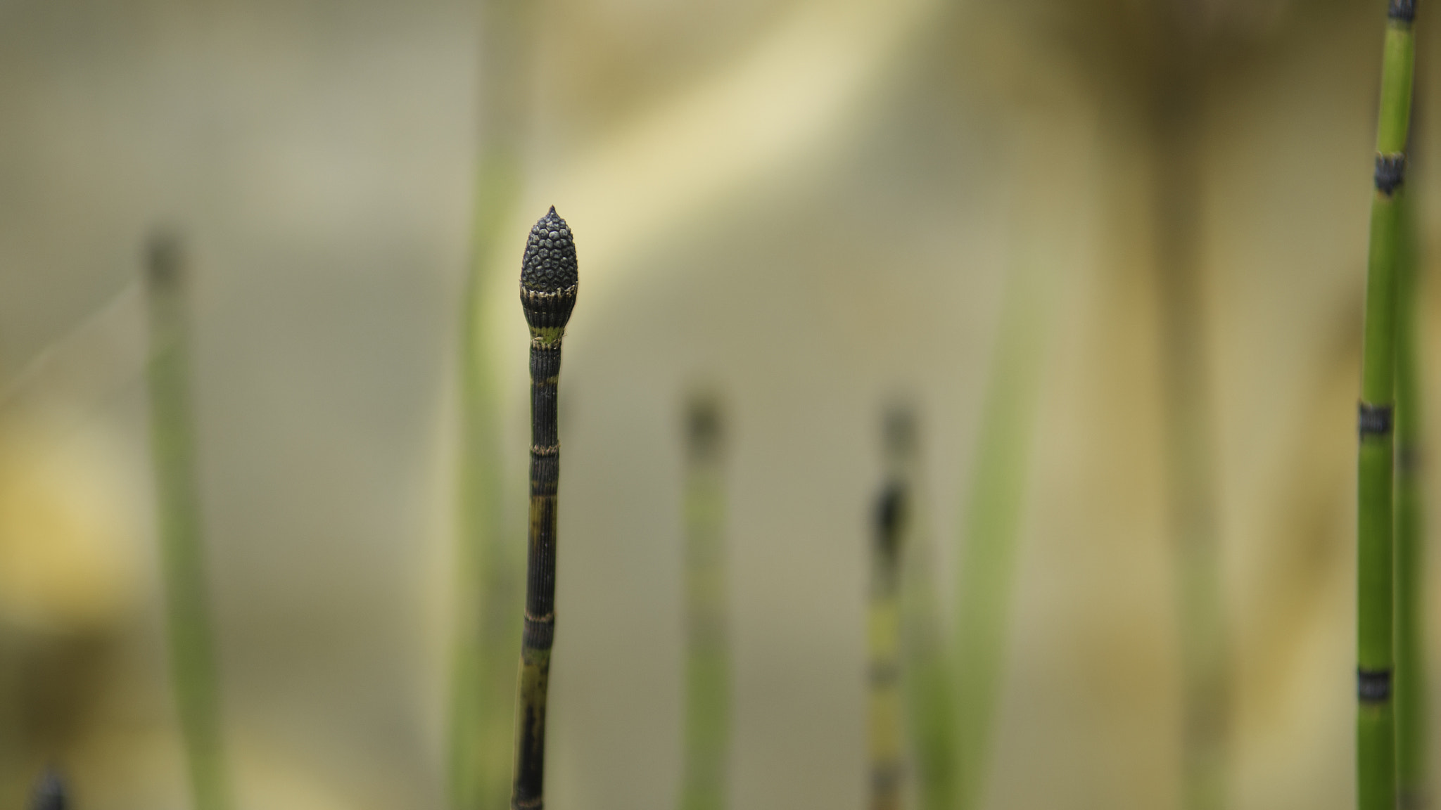 Nikon D800 sample photo. Horsetail spore pod photography