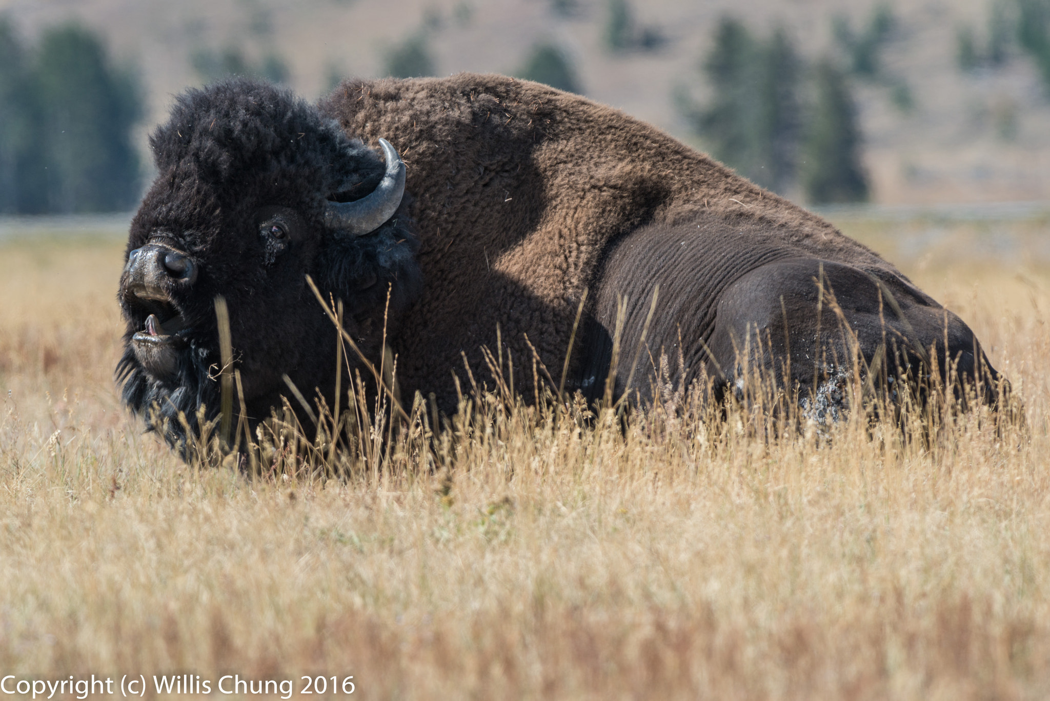 Nikon D800E + Nikon AF-S Nikkor 300mm F2.8G ED-IF VR sample photo. Sleepy bison bull settling down for a nap photography
