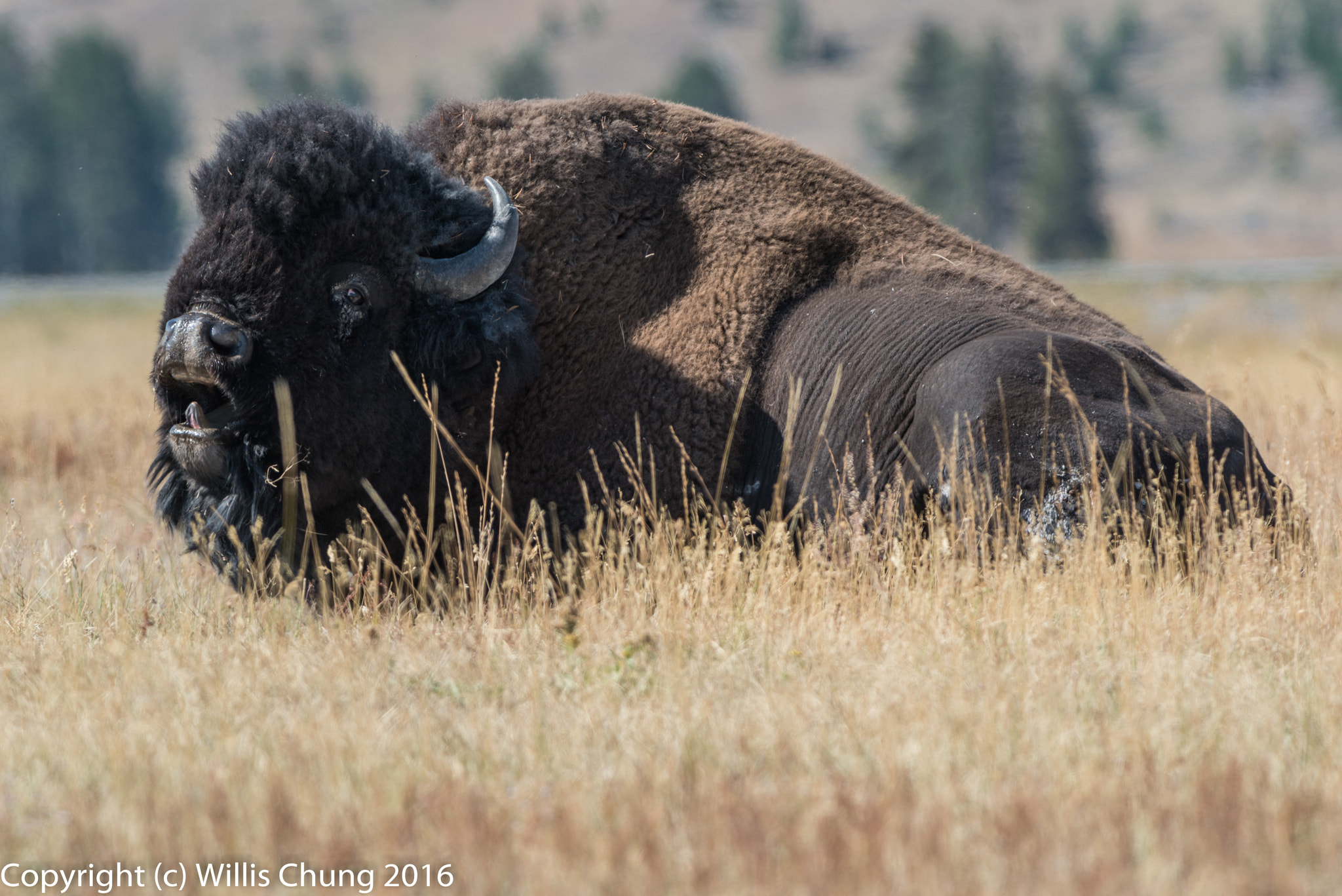 Nikon AF-S Nikkor 300mm F2.8G ED-IF VR sample photo. Sleepy bison bull settling down for a nap photography