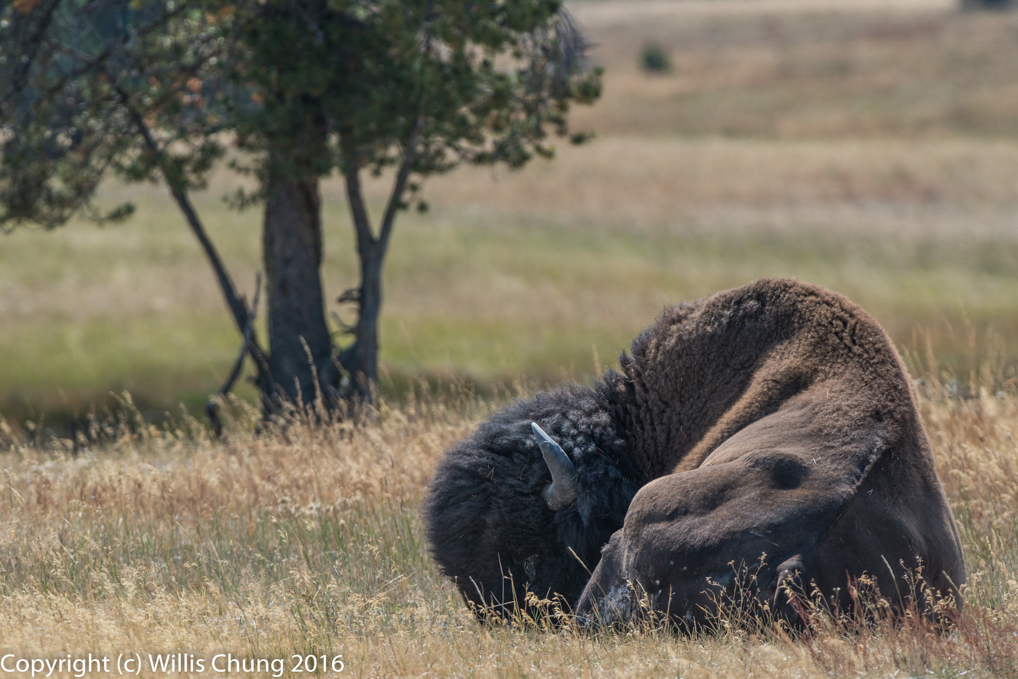 Nikon AF-S Nikkor 300mm F2.8G ED-IF VR sample photo. Napping bison bull photography