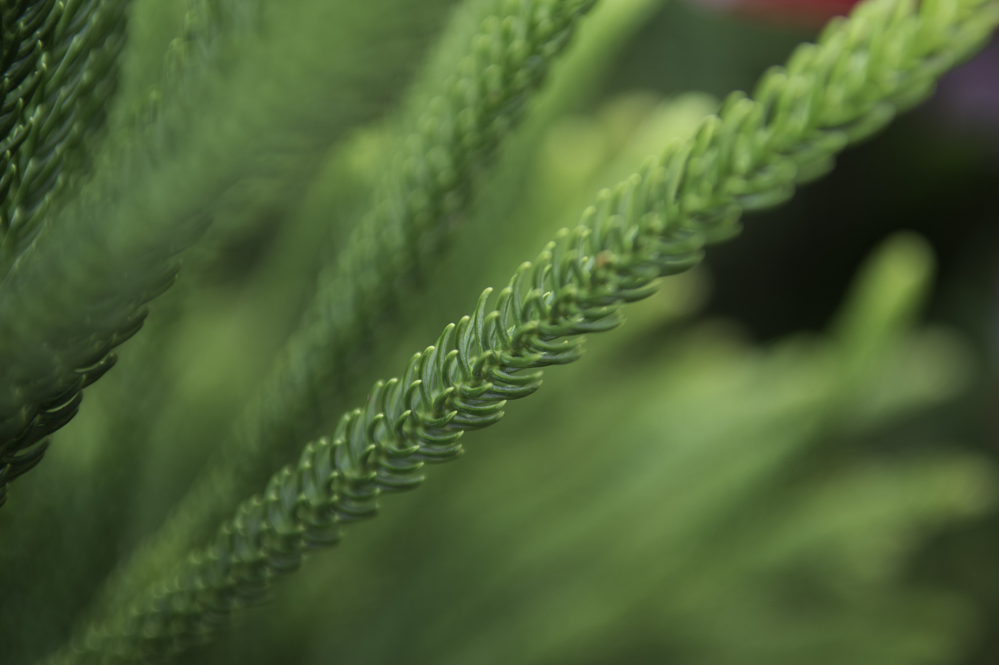 Nikon D800 sample photo. Norfolk pine foliage photography