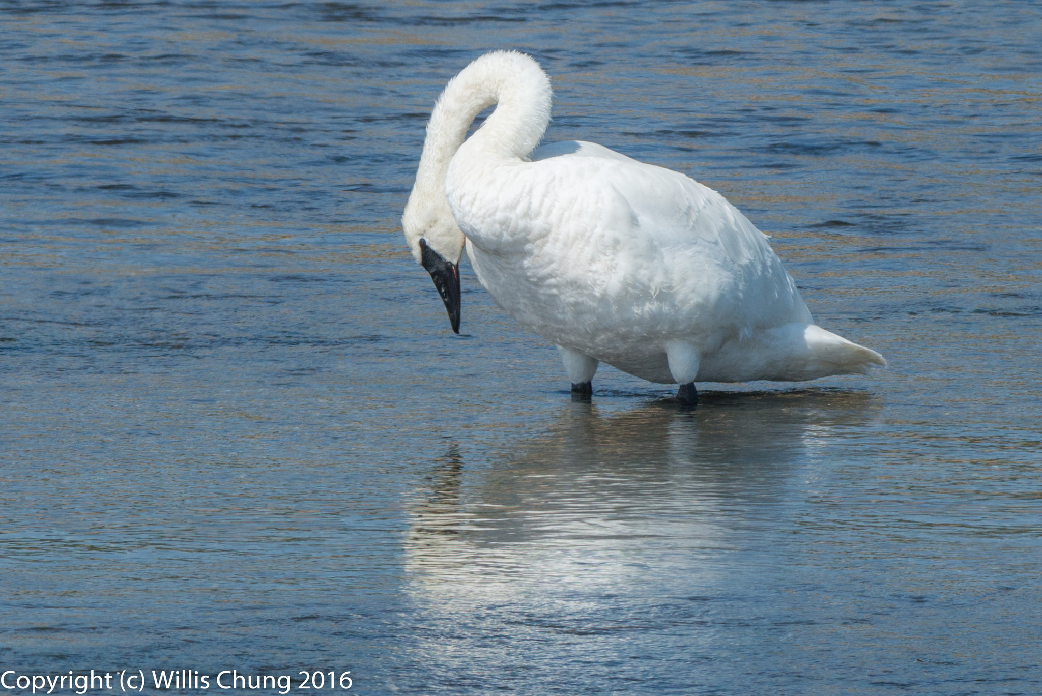 Nikon D800E + Nikon AF-S Nikkor 300mm F2.8G ED-IF VR sample photo. Trumpeter swan looking at his reflection photography