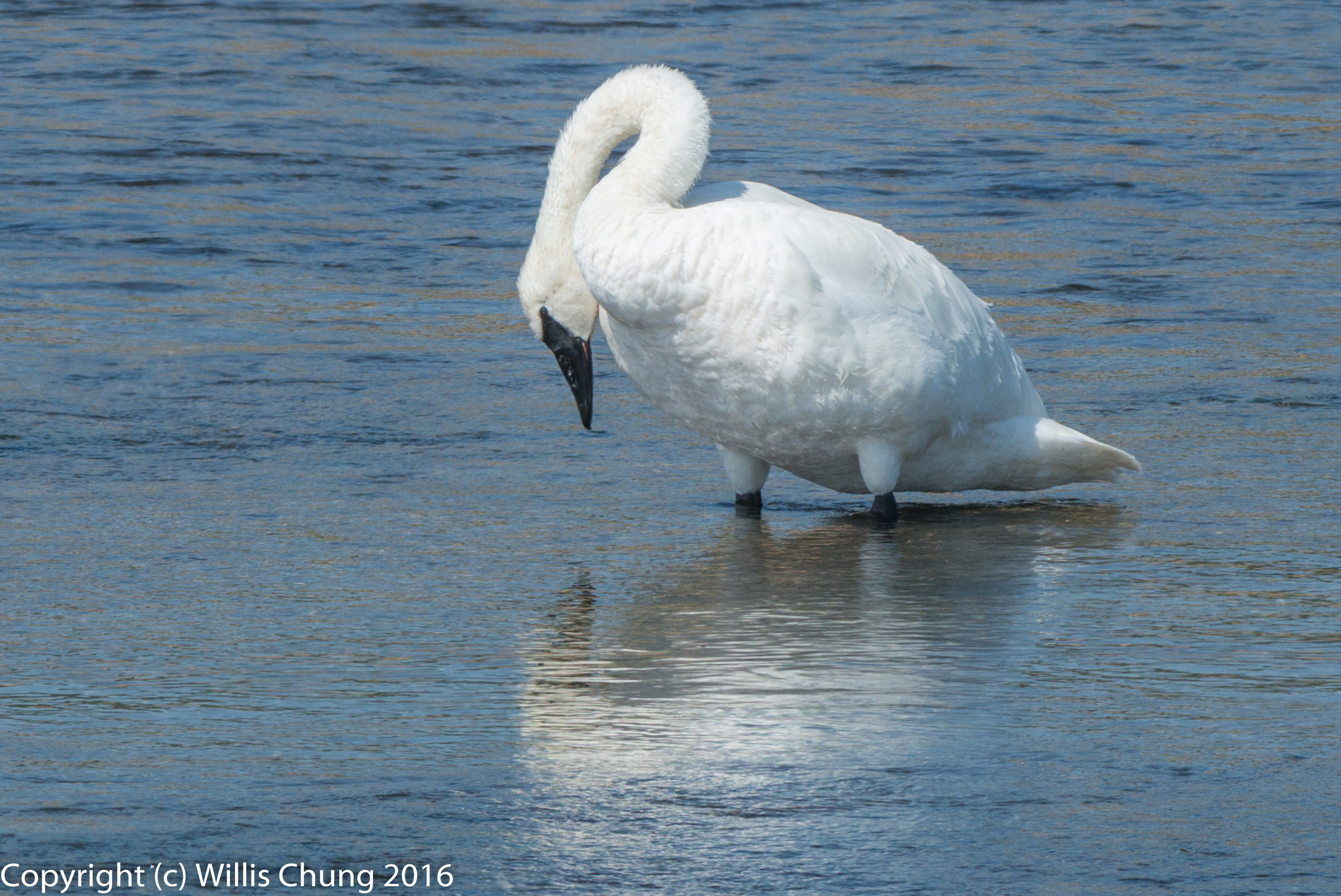 Nikon AF-S Nikkor 300mm F2.8G ED-IF VR sample photo. Trumpeter swan looking at his reflection photography