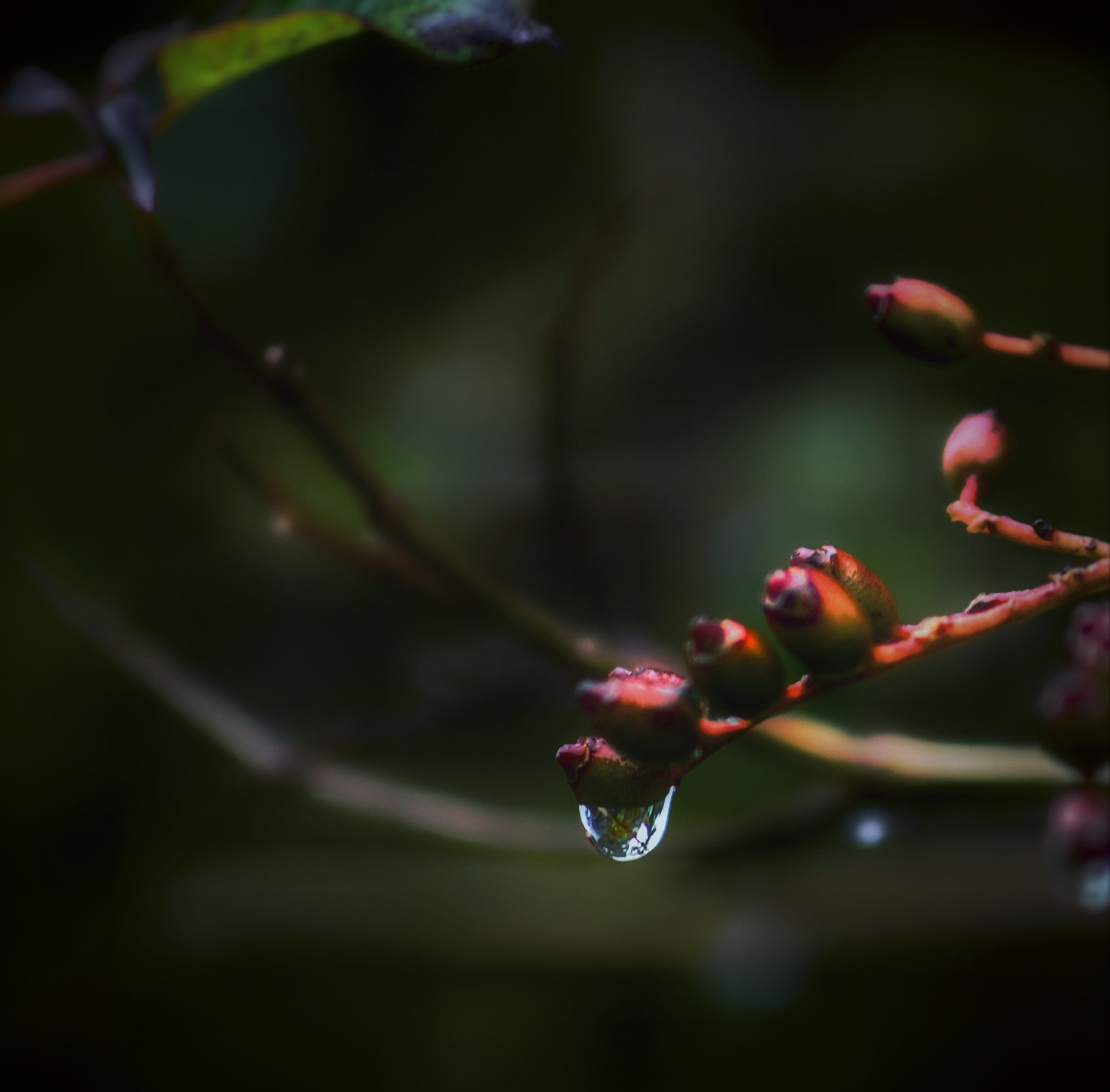 Canon EF75-300mm f/4-5.6 sample photo. Autumn rain photography