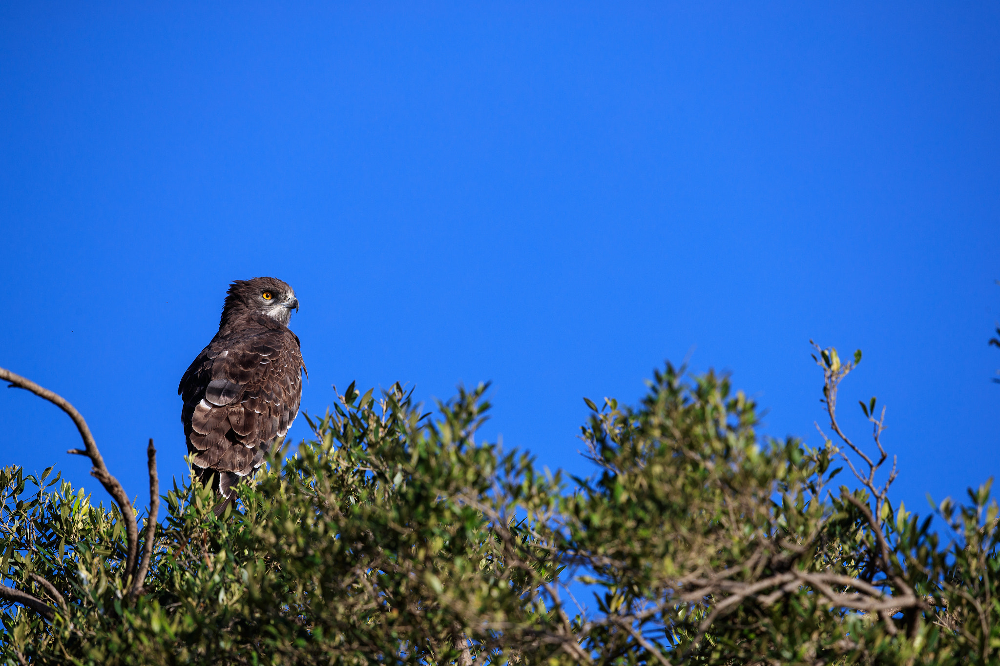 Canon EF 500mm F4L IS II USM sample photo. Brown snake eagle photography