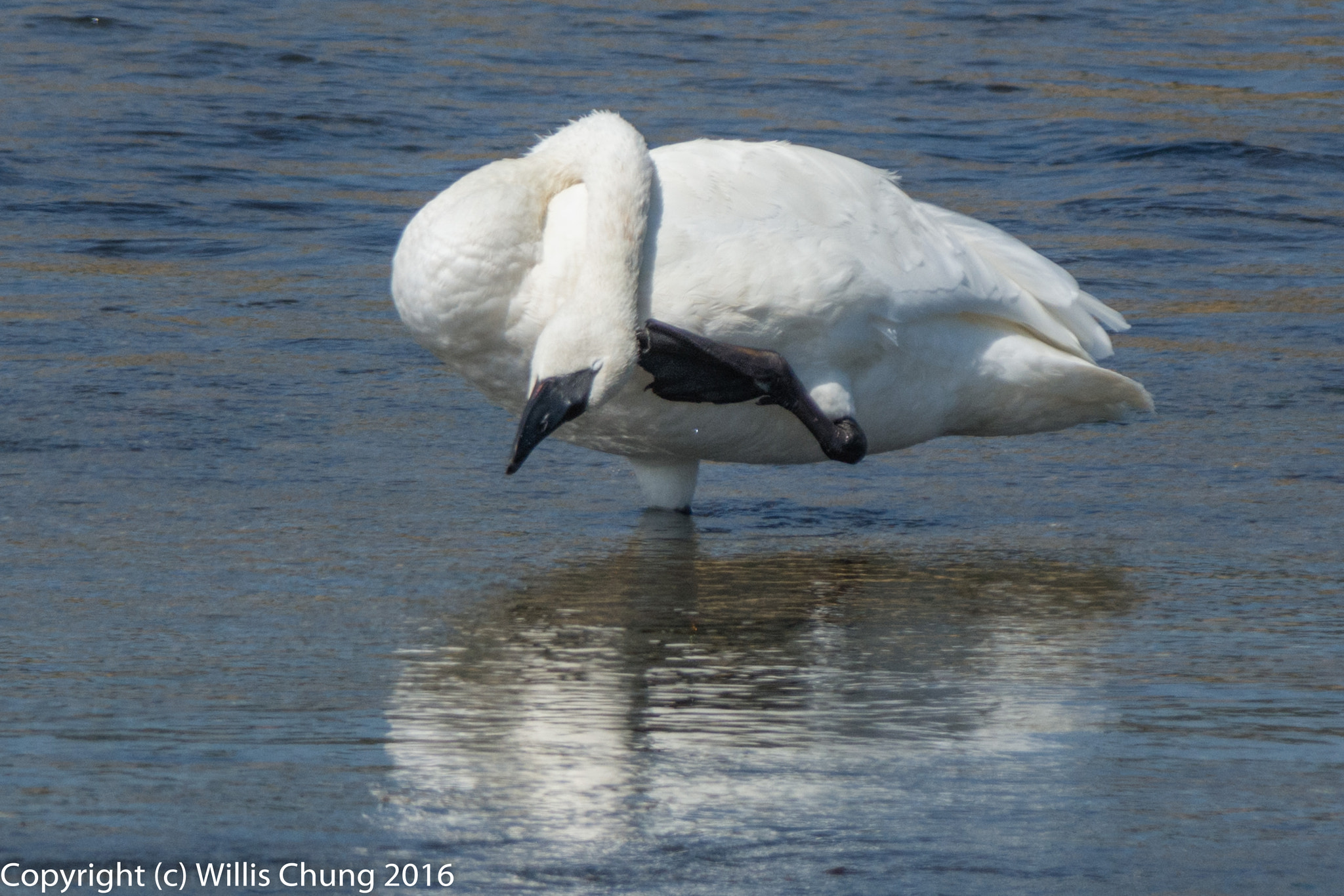 Nikon D7100 + Nikon AF-S Nikkor 300mm F2.8G ED-IF VR sample photo. Male trumpeter swan works hard to scratch an itch photography