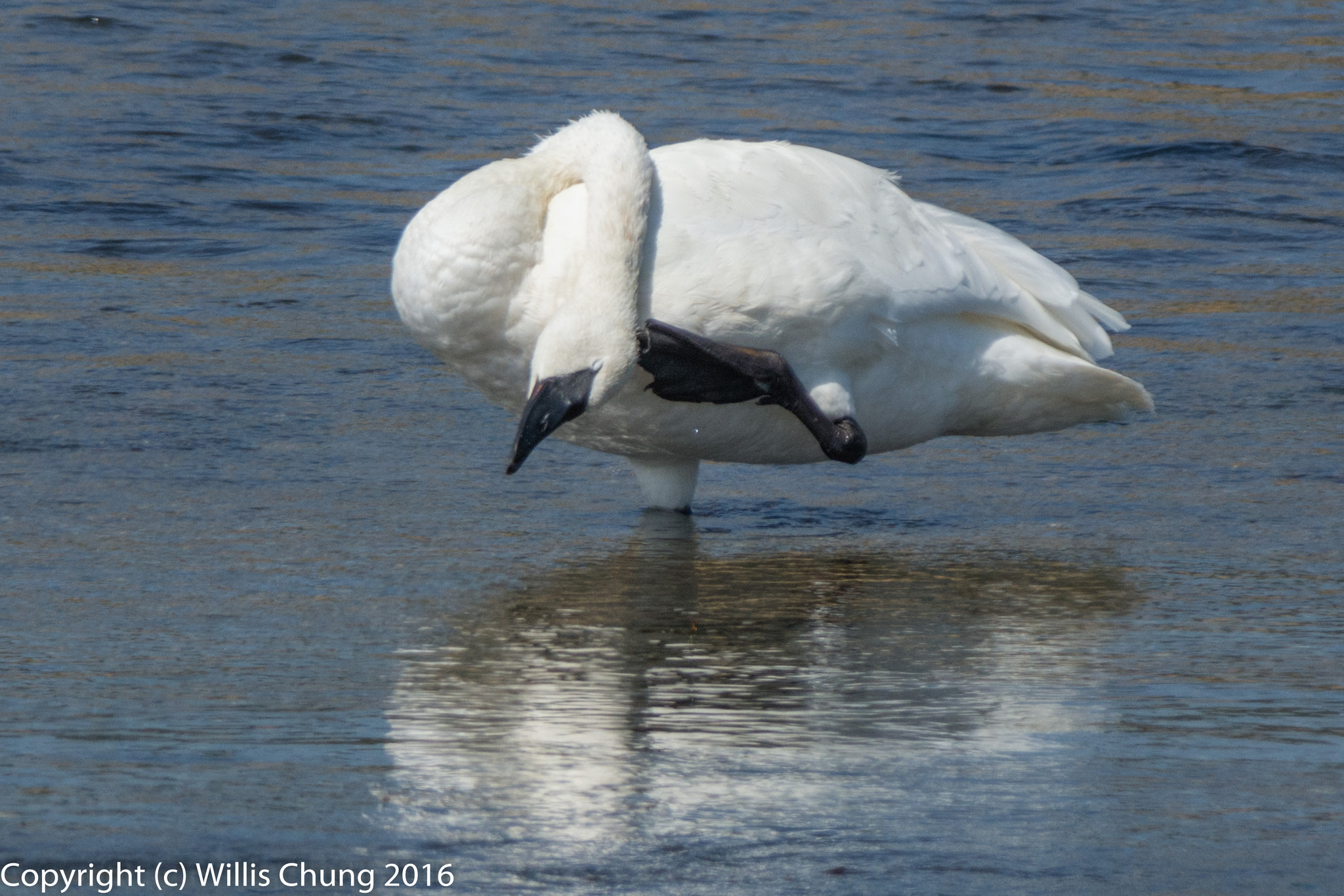 Nikon AF-S Nikkor 300mm F2.8G ED-IF VR sample photo. Male trumpeter swan works hard to scratch an itch photography