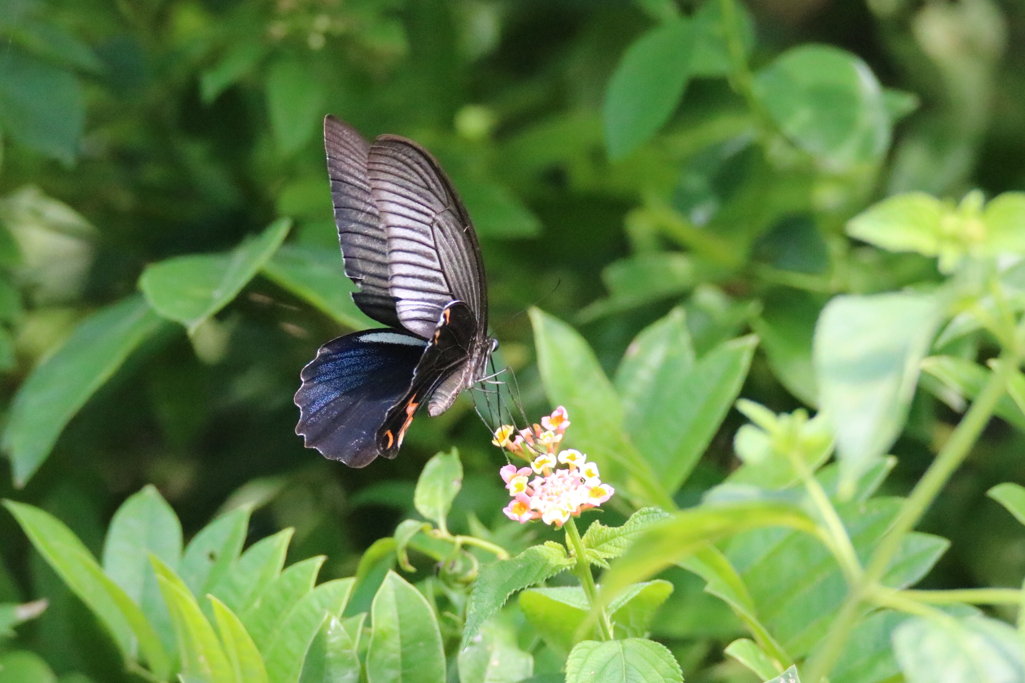 Tamron SP 150-600mm F5-6.3 Di VC USD sample photo. Butterfly in sunshine photography