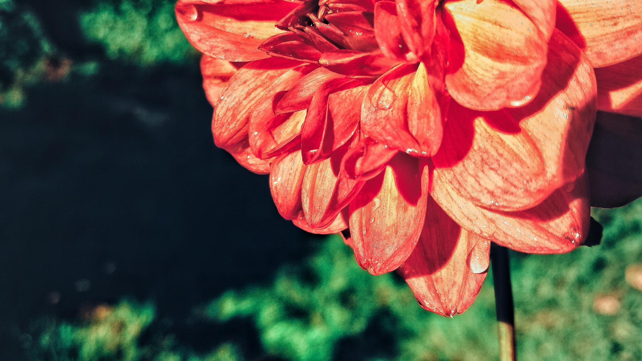 HTC M9 sample photo. Clear photography