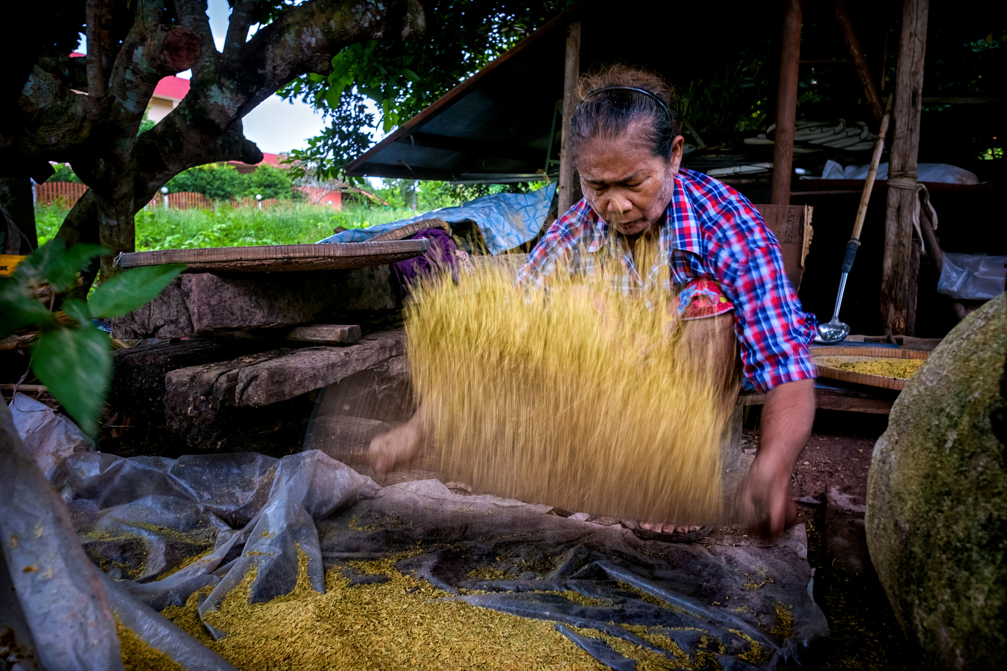 Fujifilm X-T2 + Fujifilm XF 14mm F2.8 R sample photo. Processing rice. photography