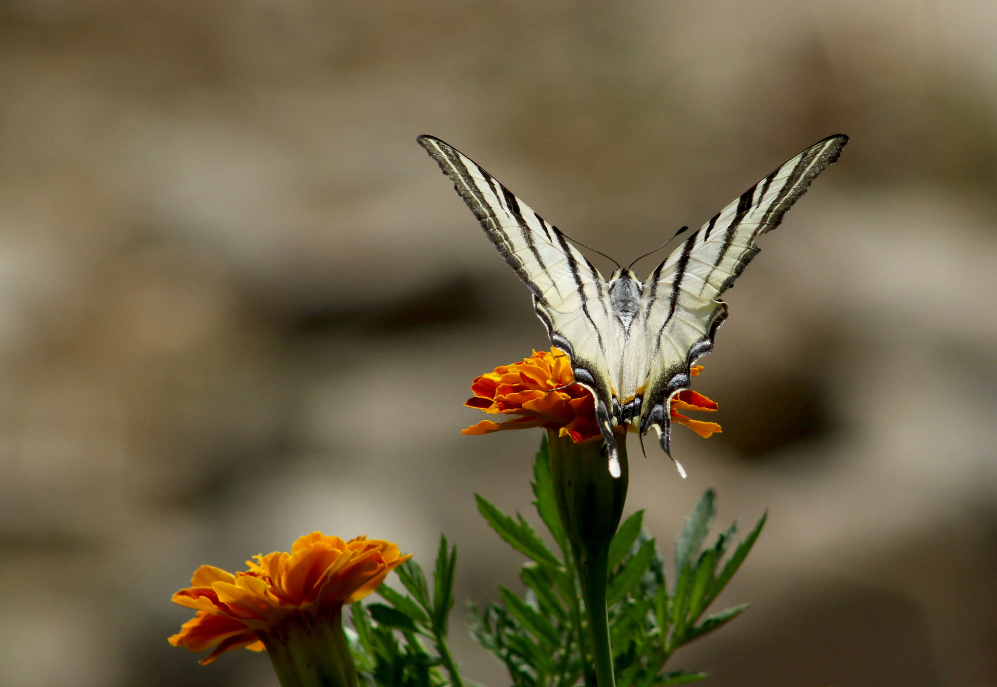 EF75-300mm f/4-5.6 sample photo. 20093.jpg photography
