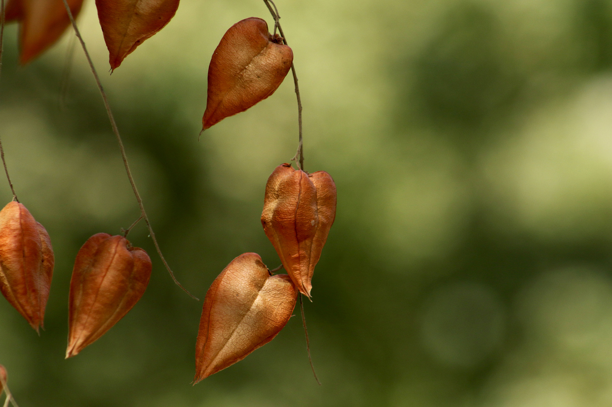 EF75-300mm f/4-5.6 sample photo. 20101.jpg photography