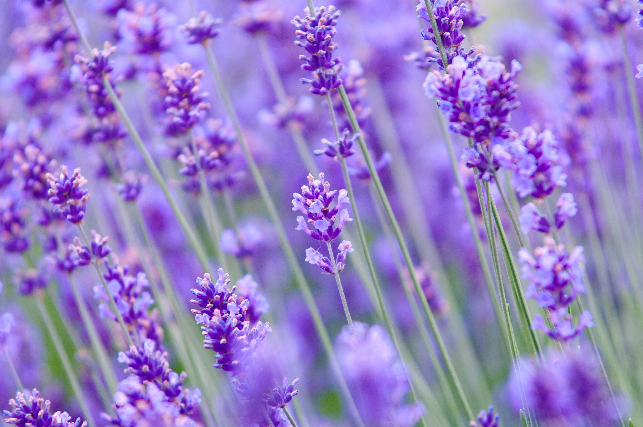 Nikon D2X sample photo. Lavender flower natural look of lavender flowers lavandula photography