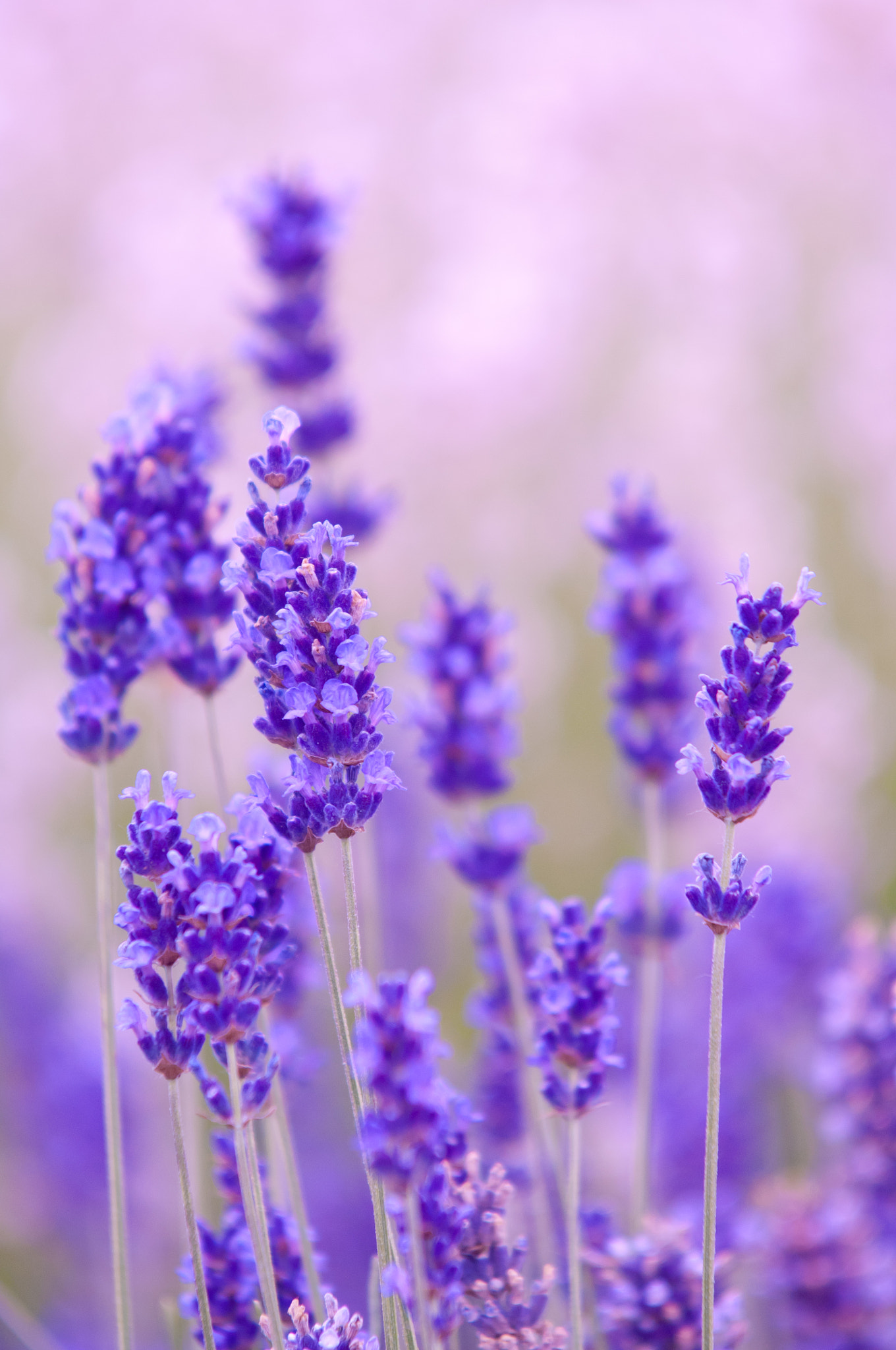 Nikon D2X sample photo. Lavender flower natural look of lavender flowers lavandula photography