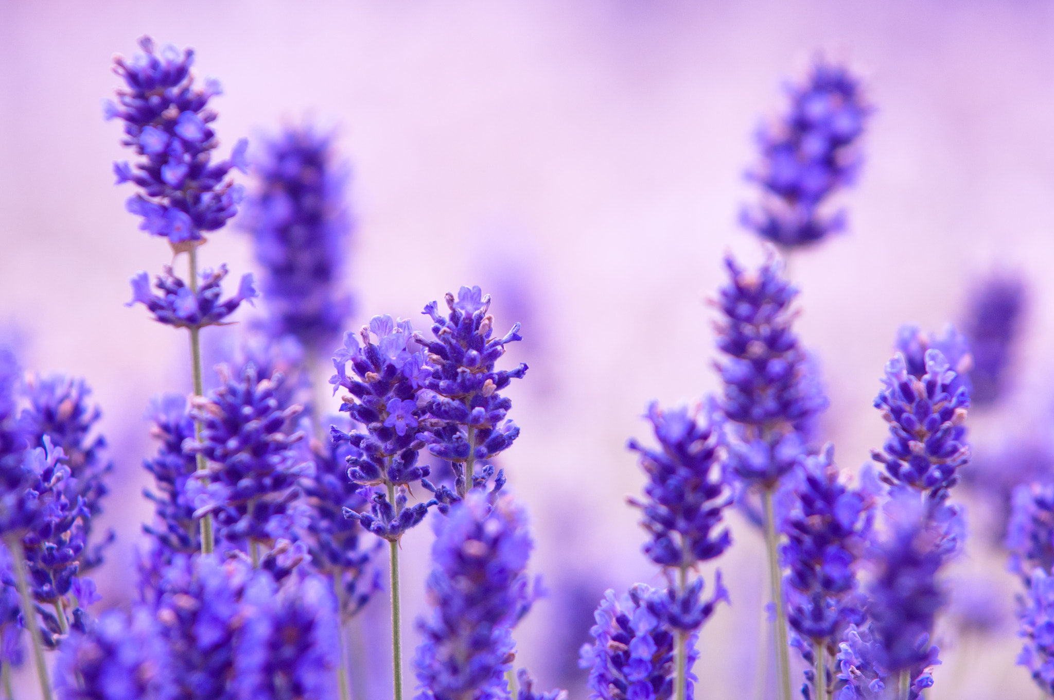 Nikon D2X sample photo. Lavender flower natural look of lavender flowers lavandula photography