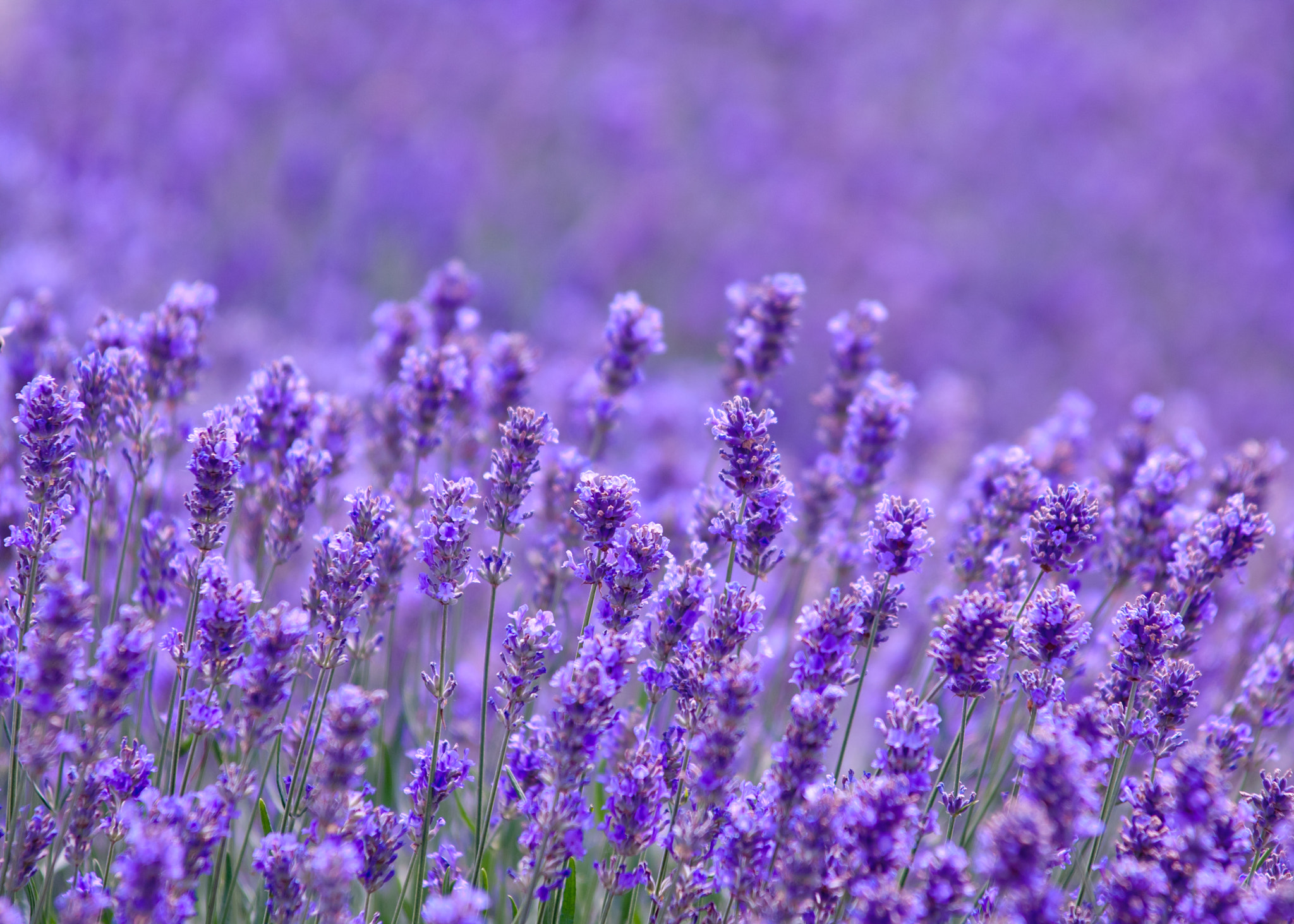Nikon D2X sample photo. Lavender flower natural look of lavender flowers lavandula photography