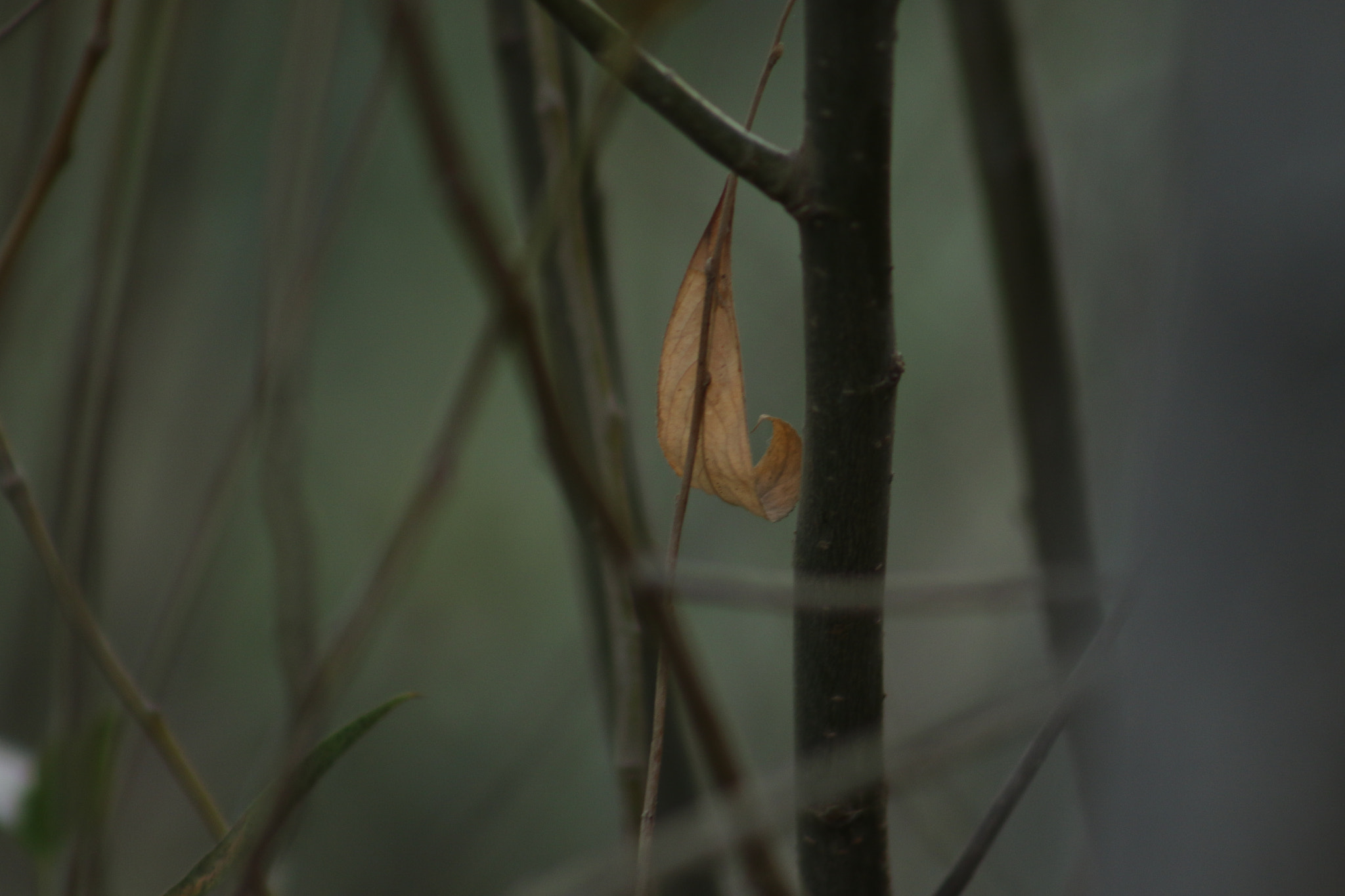 EF75-300mm f/4-5.6 sample photo. Nature photography