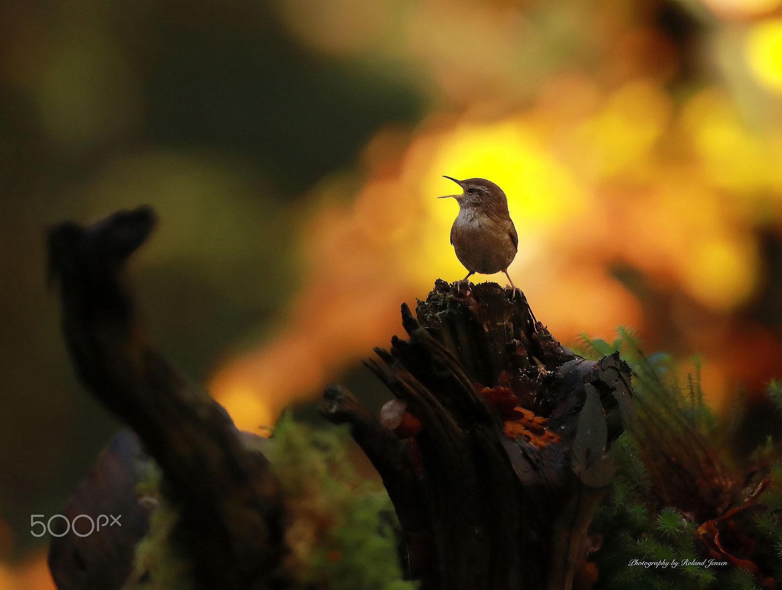 Canon EF 300mm F2.8L IS USM sample photo. Gærdesmutte photography