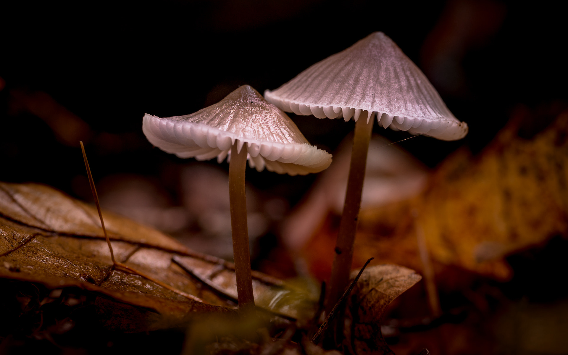 Pentax smc D-FA 100mm F2.8 Macro WR sample photo. Mushrooms | little brothers in rain photography