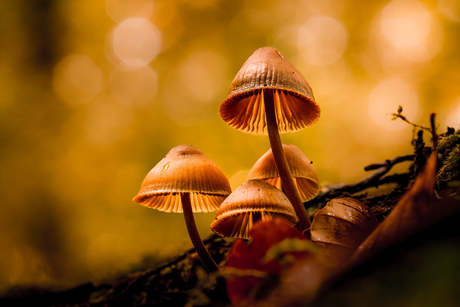 Pentax smc D-FA 100mm F2.8 Macro WR sample photo. Mushrooms | autumn light photography