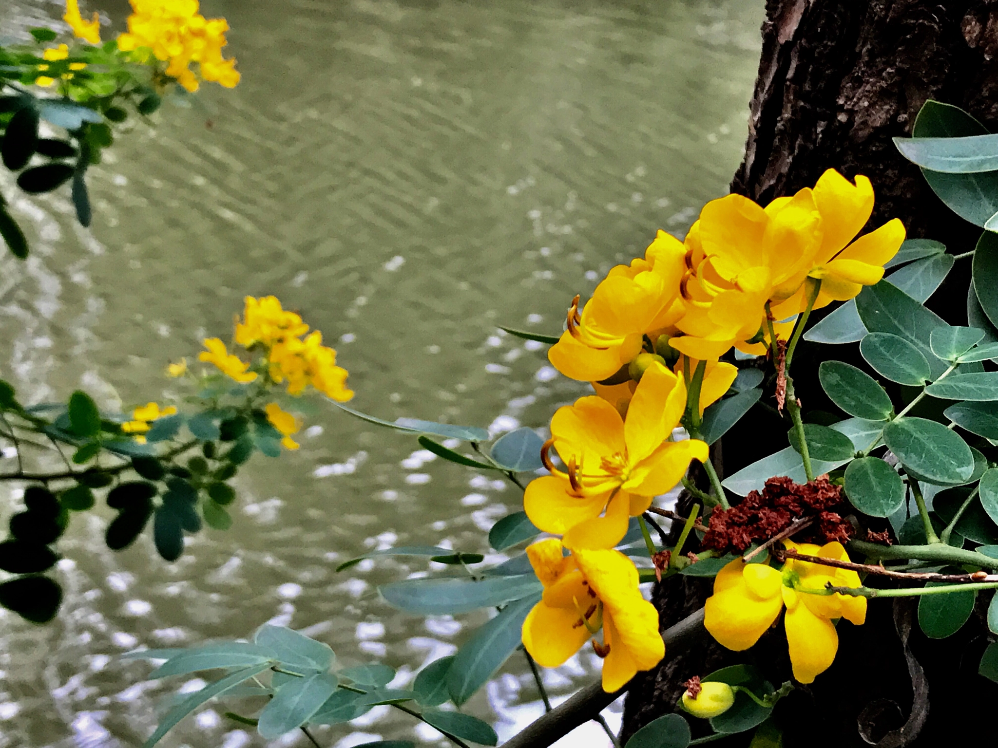 Apple iPhone9,1 sample photo. Cassia bicapularis at riverside 河边的双莢槐 photography