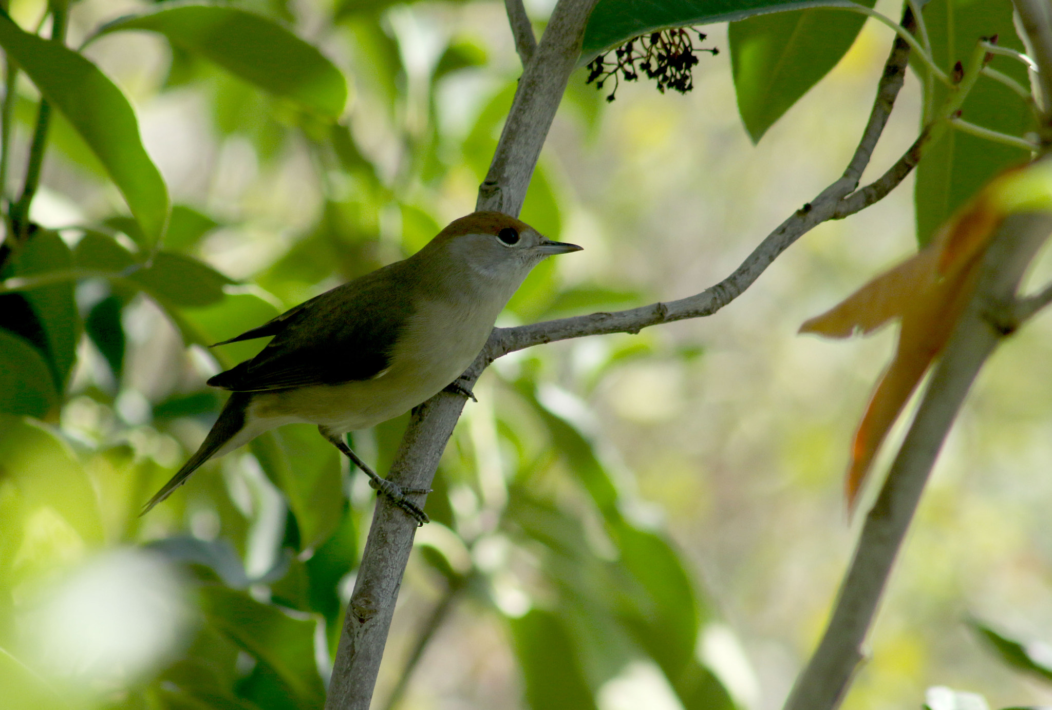 EF75-300mm f/4-5.6 sample photo. Nature photography