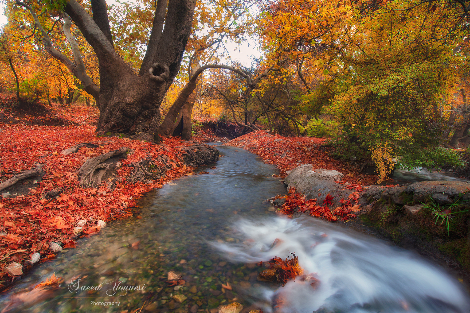 Sigma 17-35mm f/2.8-4 EX DG Aspherical HSM sample photo. An autumn day photography