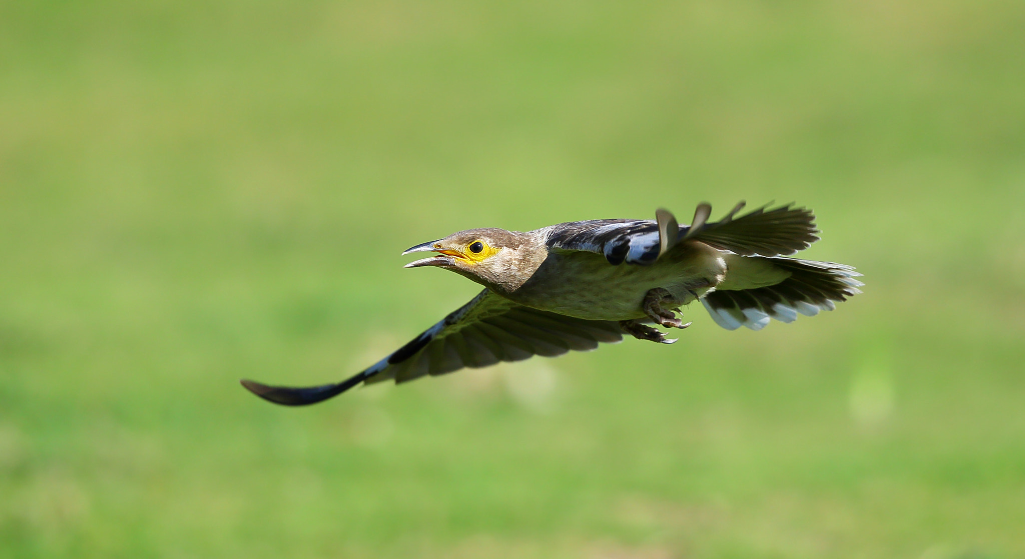 Canon EF 300mm F2.8L IS II USM sample photo. Fly photography