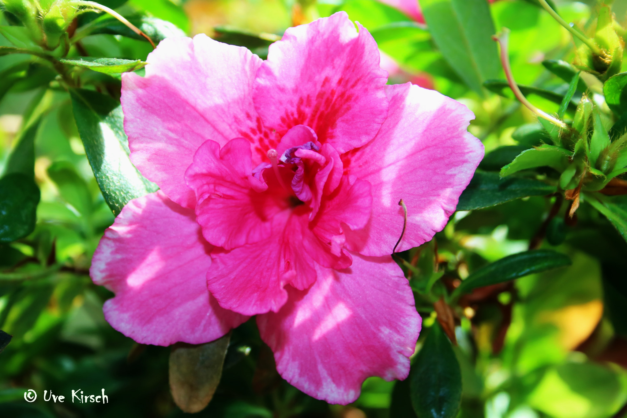 Canon EF-S 18-55mm F3.5-5.6 II sample photo. Pink azalea photography