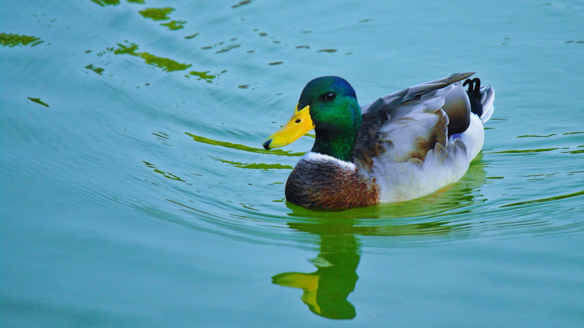 Samsung NX5 sample photo. Duck 3 photography