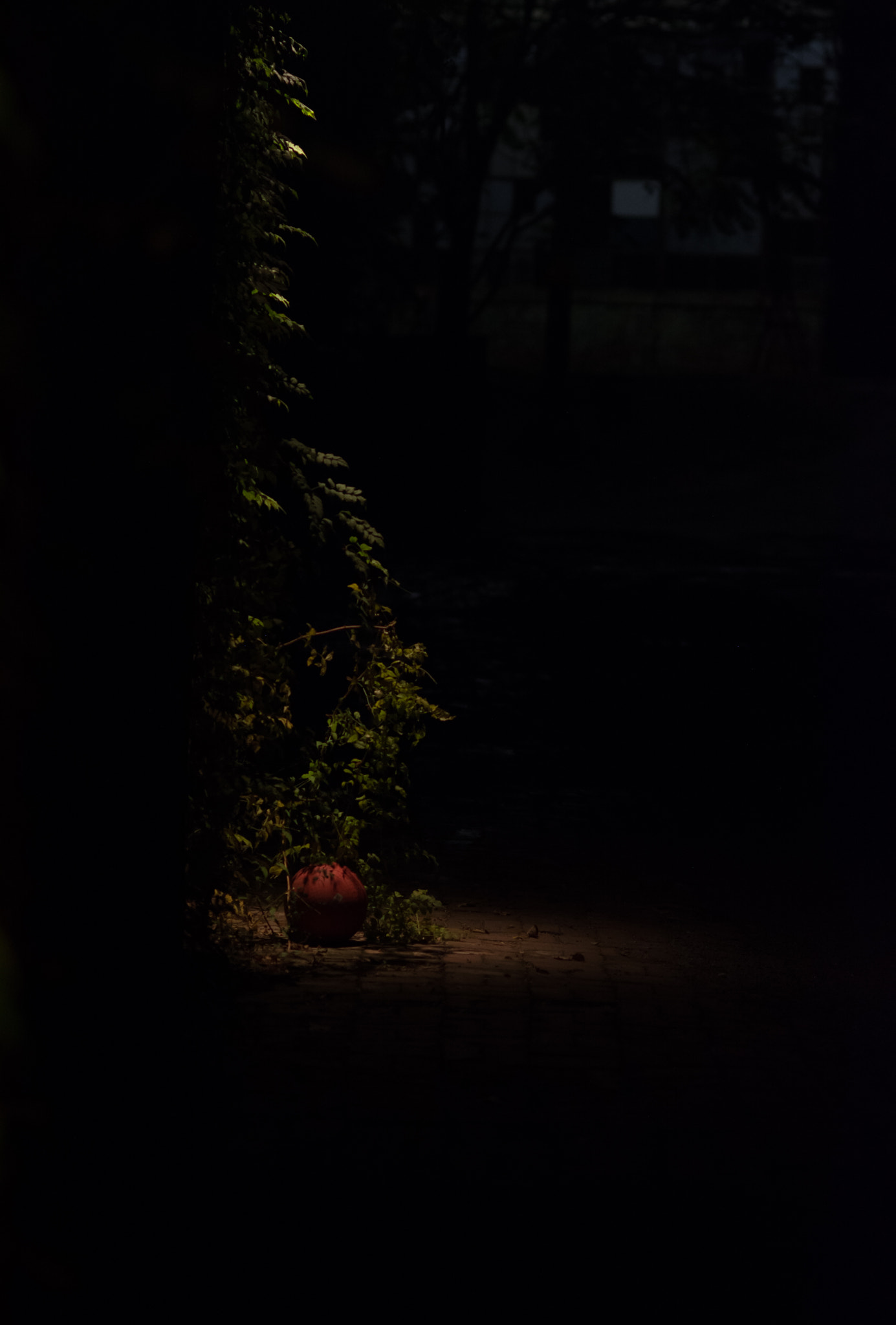Nikon D7100 + Nikon AF Nikkor 85mm F1.8D sample photo. Play ball? photography