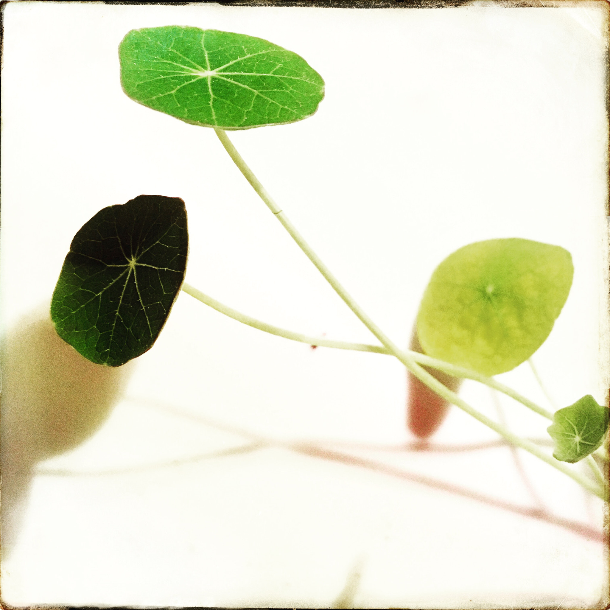 Hipstamatic 322 sample photo. The last indian gardencress photography